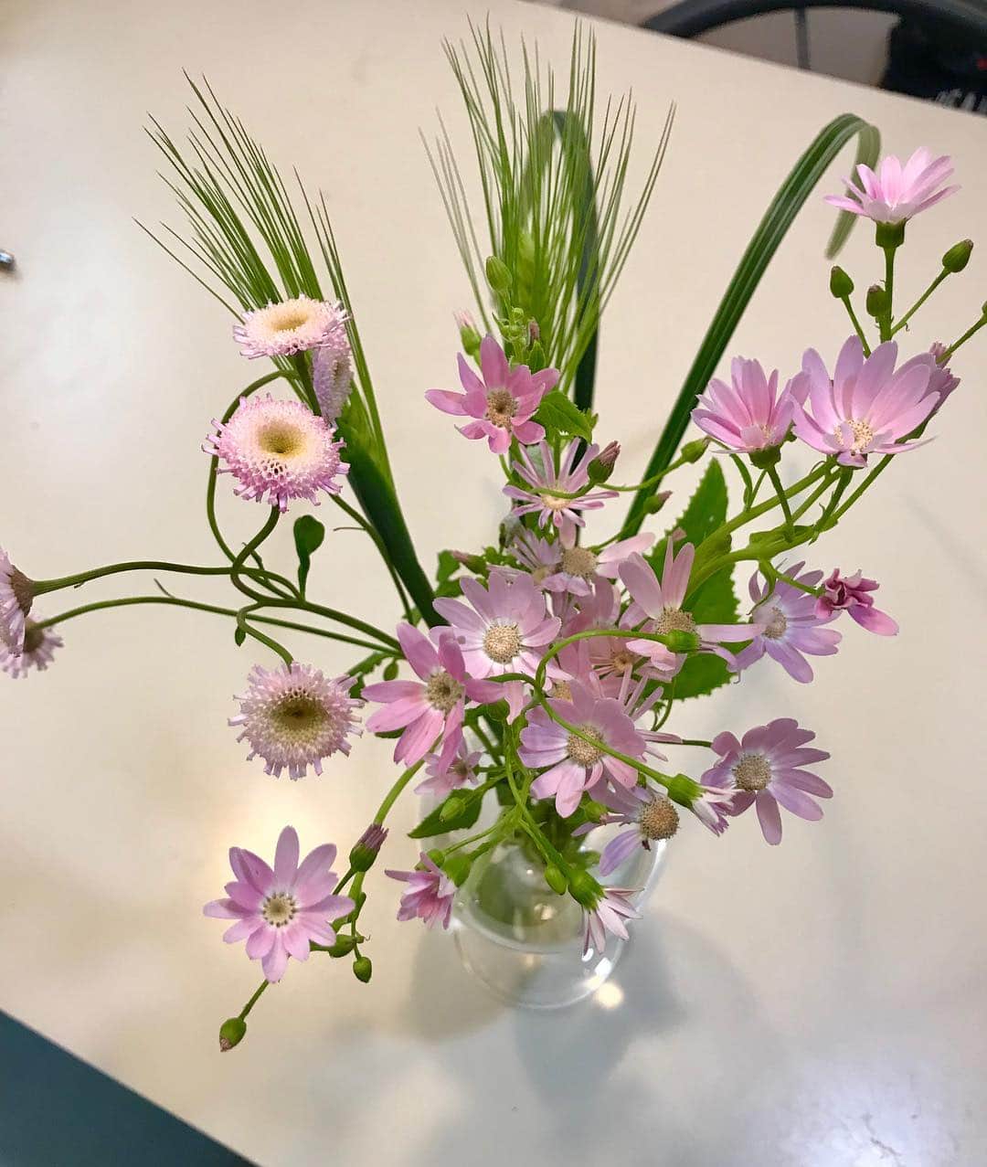 toshiyaotsuboさんのインスタグラム写真 - (toshiyaotsuboInstagram)「@medelu_official さんの お花の定期便💐 100年以上の歴史を持つお花屋さんから 毎週や隔週でお花が届くサービスです👍 メール便でポストに届くので、受け取る手間もなく、お花の鮮度も良く、届いてからも蕾から次々お花が咲いてくれてます🐶😉 #medelu  #プードル#トイプードル#ティーカッププードル#犬#poodle#teacuppoodle#toypoodle#dog#dogstagram#instadog#푸들#caniche#Pudel#貴婦狗#animalsco」3月24日 13時17分 - toshiyaotsubo