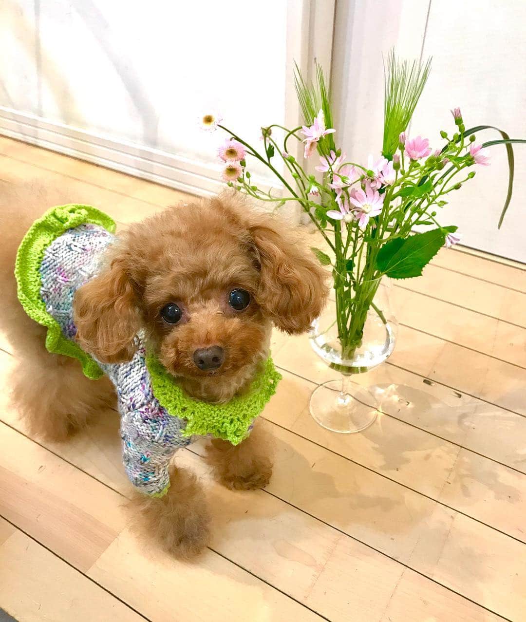 のインスタグラム：「@medelu_official さんの お花の定期便💐 100年以上の歴史を持つお花屋さんから 毎週や隔週でお花が届くサービスです👍 メール便でポストに届くので、受け取る手間もなく、お花の鮮度も良く、届いてからも蕾から次々お花が咲いてくれてます🐶😉 #medelu  #プードル#トイプードル#ティーカッププードル#犬#poodle#teacuppoodle#toypoodle#dog#dogstagram#instadog#푸들#caniche#Pudel#貴婦狗#animalsco」