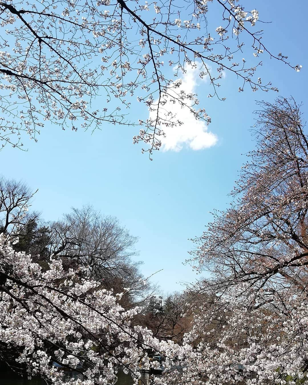 千種ゆり子さんのインスタグラム写真 - (千種ゆり子Instagram)「【3/24千種ゆり子の空てんき】 今日も桜を見に行ってました。東京都武蔵野市の井の頭公園です。 . 空にハート見っけ♥️ちょっと無理矢理？笑 . #桜 #サクラ #さくら #気象キャスター #気象予報士 #井の頭公園 #ハート #cherryblossom」3月24日 13時29分 - chikusa_yuriko