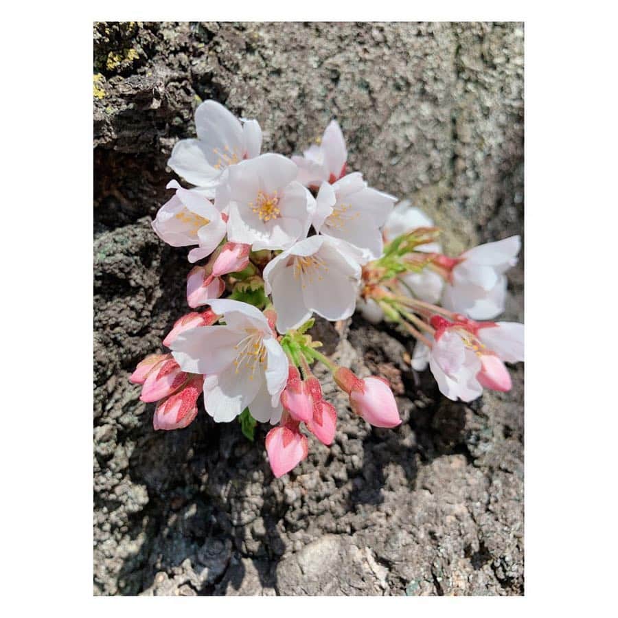 小菅晴香さんのインスタグラム写真 - (小菅晴香Instagram)「・ 〝インドア花見〟🌸 ・ もう一つ、桜並木沿いのお部屋も 取材させて頂きました🌿 ・ 大きなガラスに囲まれた部屋で 室内から桜並木を一望できます🥺 ・ さらにベランダに出ればこんなに間近に🌸 ・ 桜並木を独り占めできちゃう贅沢空間です✨ ・ ・ ・ ・ ・ #oha4newslive #oha4 #おはよん #ohaライフ #おはライフ #インドア花見 #お花見 #sakura #cherryblossom #スペースマーケット #自由が丘 #奥沢 #サクラボロー #小菅晴香 #セントフォース #フリーアナウンサー #🌸」3月24日 13時31分 - haruka.kosuge