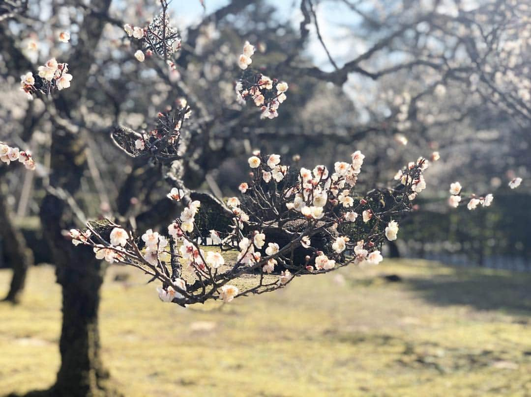 秋山真太郎さんのインスタグラム写真 - (秋山真太郎Instagram)「Spring is coming🌸 #盆栽#bonsai#bonsaiactor#japaneseculture」3月24日 13時35分 - shintaro_akiyama_official