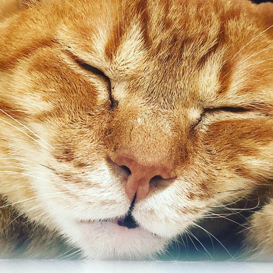 黃阿瑪的後宮生活さんのインスタグラム写真 - (黃阿瑪的後宮生活Instagram)「嚕嚕：「好累⋯演佛萊肯實在是太累了。」#佛萊肯 #嚕嚕 #貓 #fumeancats #黃阿瑪的後宮生活 #危險」3月24日 13時47分 - fumeancat