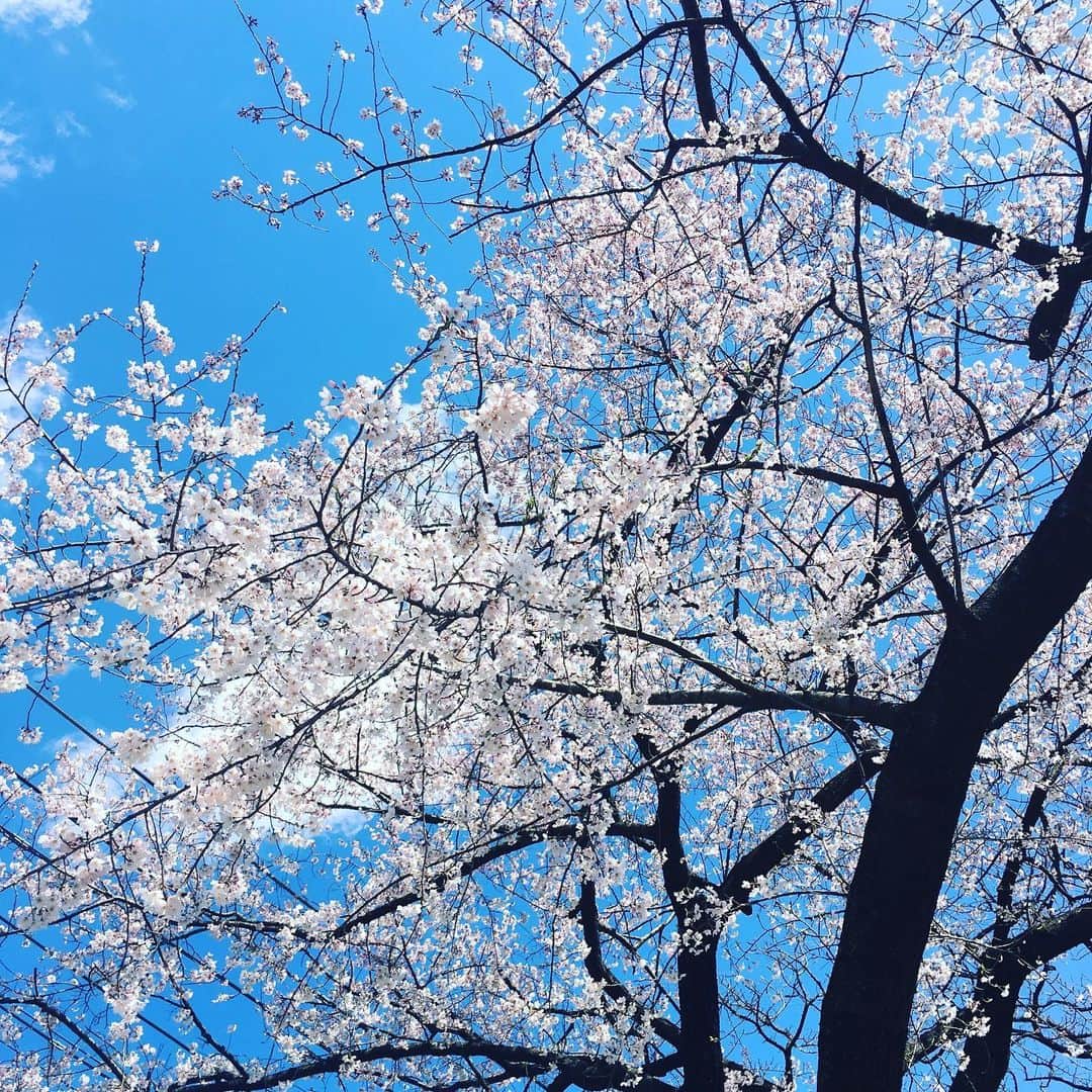 SHUUBIさんのインスタグラム写真 - (SHUUBIInstagram)「春ですね〜🌸🌸🌸 まだ風が冷たいですね！ 愛犬散歩より♪ #愛犬 #散歩 #花便り #春 #桜  #shuubi」3月24日 13時51分 - shuubihidemi