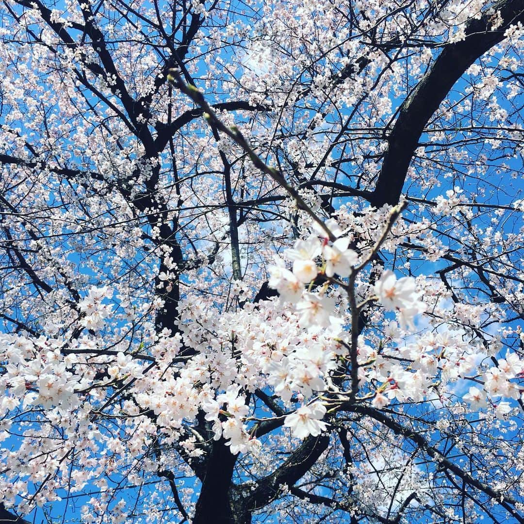 SHUUBIさんのインスタグラム写真 - (SHUUBIInstagram)「春ですね〜🌸🌸🌸 まだ風が冷たいですね！ 愛犬散歩より♪ #愛犬 #散歩 #花便り #春 #桜  #shuubi」3月24日 13時51分 - shuubihidemi