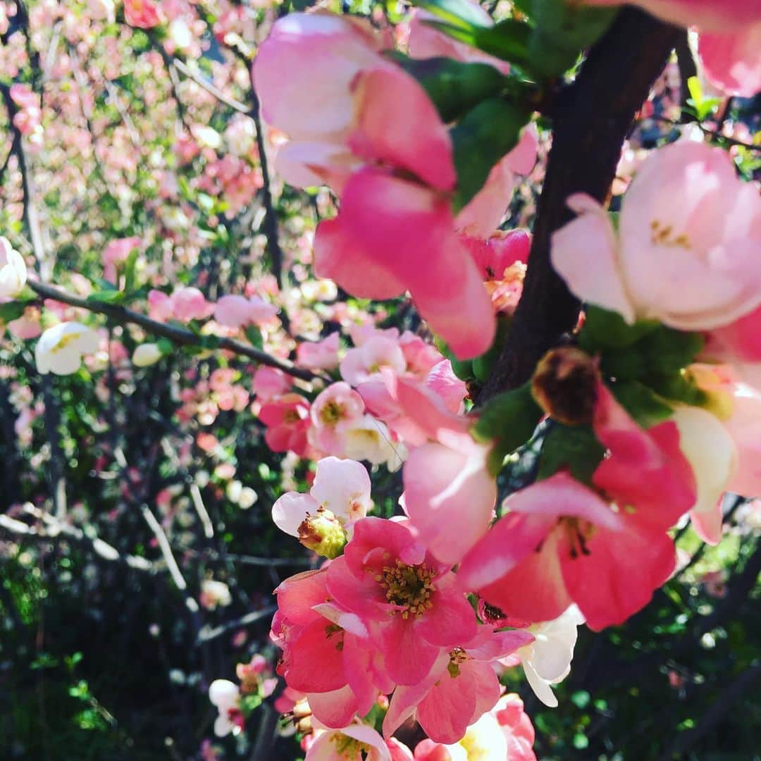 SHUUBIさんのインスタグラム写真 - (SHUUBIInstagram)「春ですね〜🌸🌸🌸 まだ風が冷たいですね！ 愛犬散歩より♪ #愛犬 #散歩 #花便り #春 #桜  #shuubi」3月24日 13時51分 - shuubihidemi