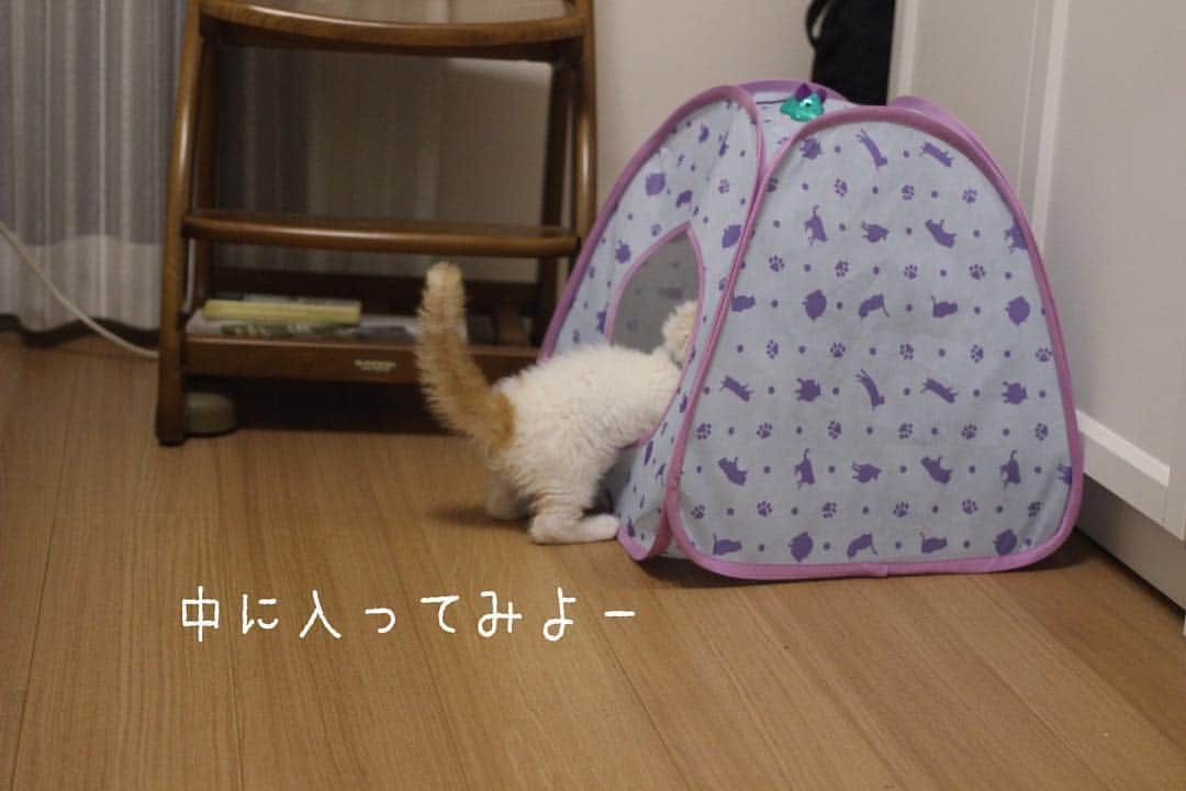 みかんのインスタグラム