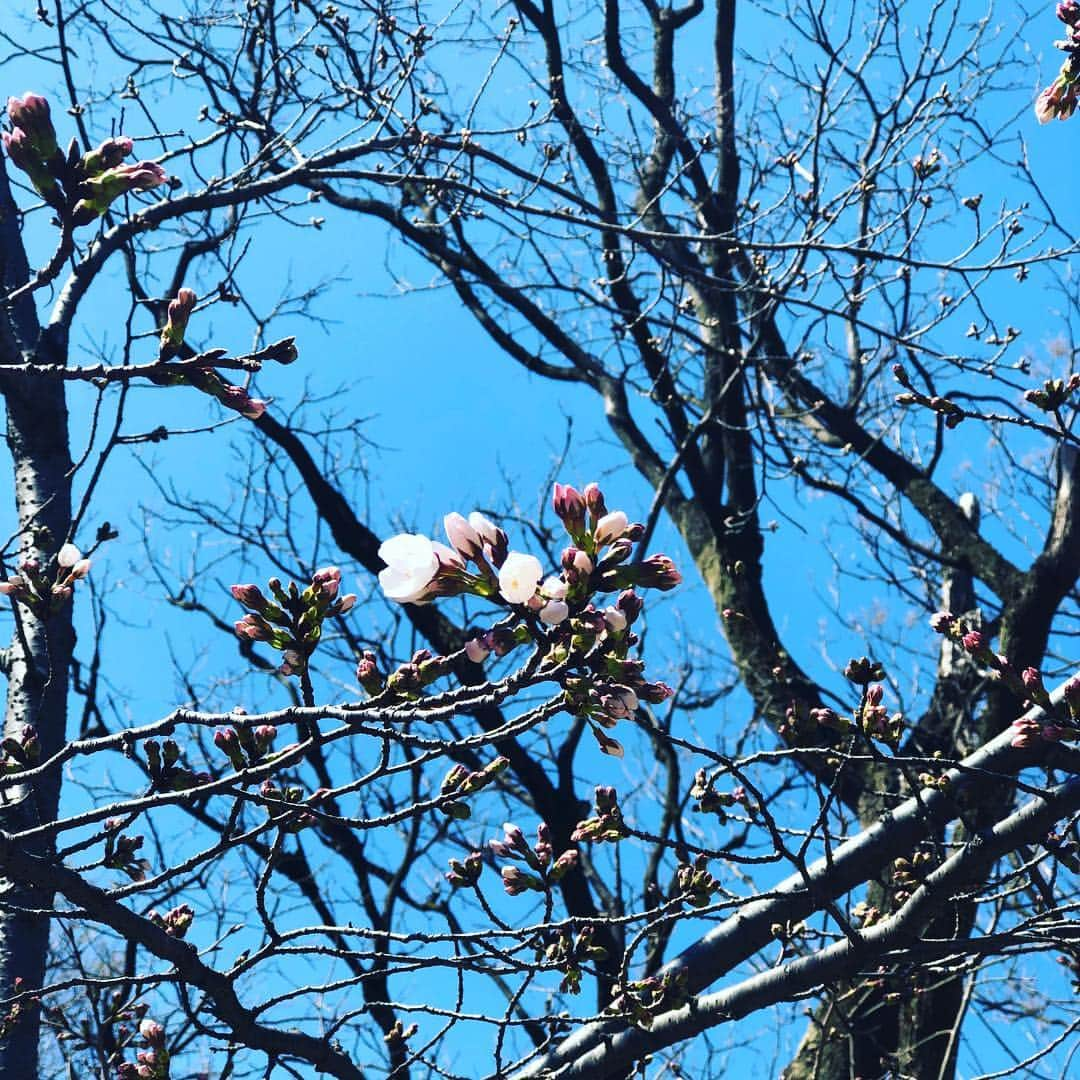 金村義明さんのインスタグラム写真 - (金村義明Instagram)「#杉並区善福寺公園#桜🌸まだちょっとだけ#アロン#トイプードルの姿をした息子#散歩#先週の土曜日から会ってない#寂しい😞#四月は新しい処探して予約したぞ#アロンと旅行」3月24日 13時52分 - yoshiaki_kanemura