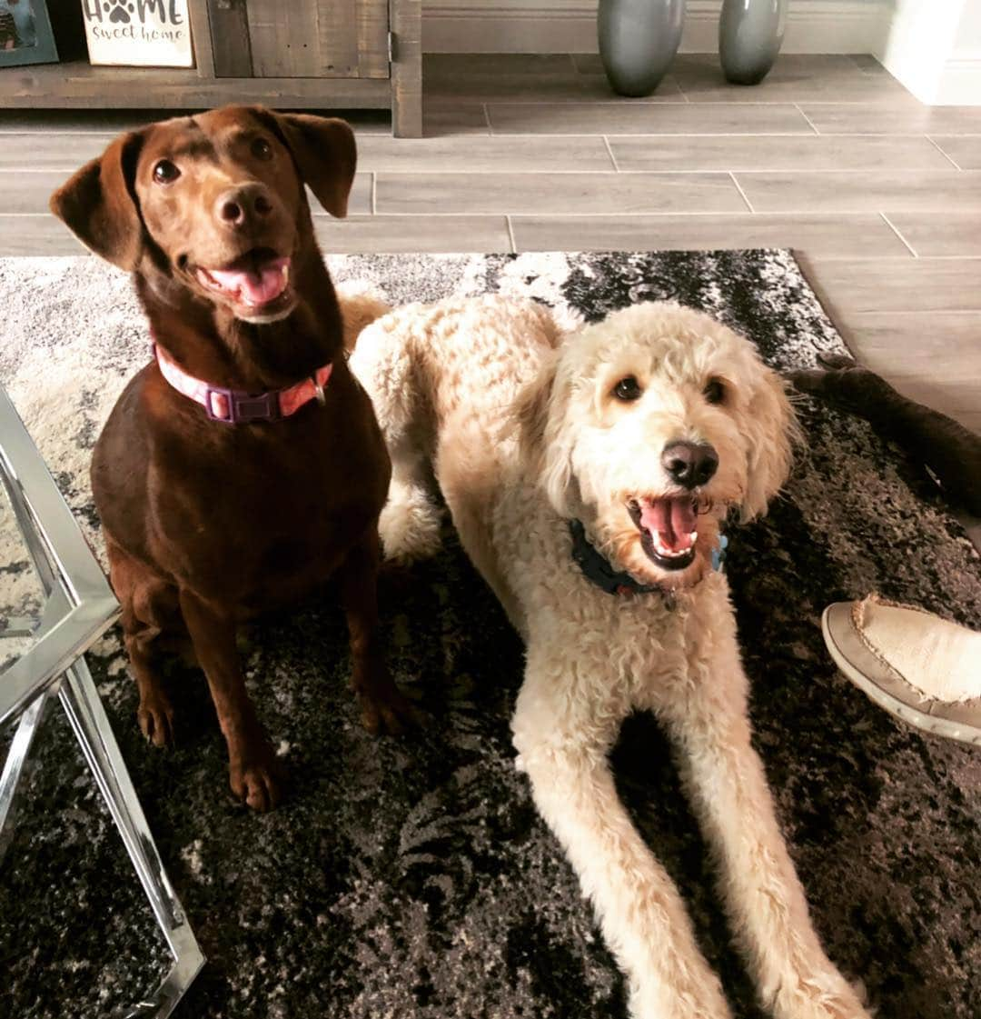 キャロライン・マッソンさんのインスタグラム写真 - (キャロライン・マッソンInstagram)「Happy National Puppy Day to Bailey and Ace! Life wouldn’t be the same without our two pups❤️」3月24日 13時57分 - caro_masson_