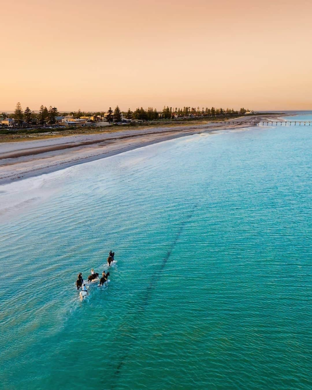 Australiaさんのインスタグラム写真 - (AustraliaInstagram)「Spotted: Rare species of “seahorse” in @southaustralia 🐎 Apologies for the Dad joke, we simply couldn’t help ourselves with that one 😂@m.hemb was up bright and early when he spotted this lucky group out for a #sunrise ride at #LargsBay, a stretch of beach that sits on the tiny #LeFevrePeninsula, just 20 minutes from #Adelaide's city centre. A lovely spot to watch the day begin, we recommend heading to @queeniesstore afterwards for a much-needed coffee and the all-day brunch menu - both served with a side of seaside bliss!  #seeaustralia #seesouthaustralia #horseriding #beach #travel」3月24日 14時00分 - australia