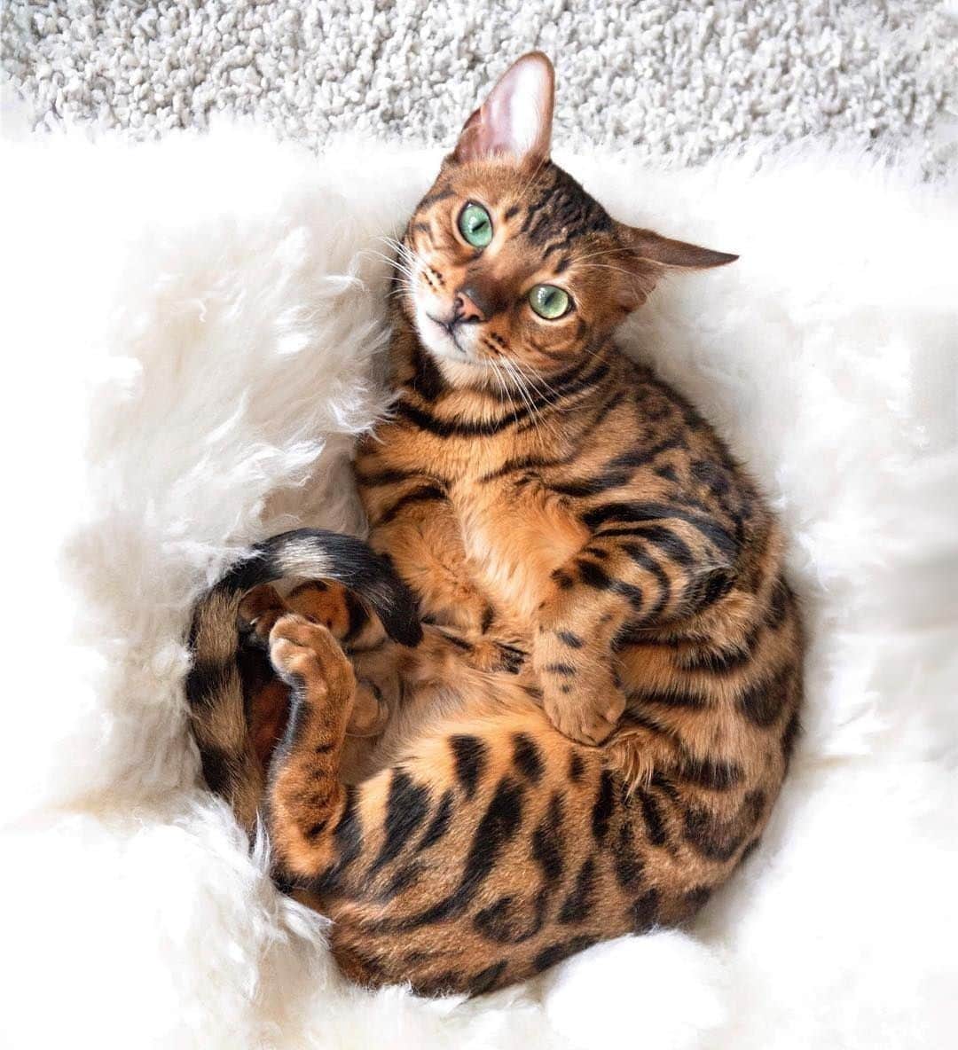 のインスタグラム：「Don’t just stand there hooman, rub my belly!⠀ ⠀ 📷@luka_and_kenya⠀ ⠀ Want @9gag feature your cat 🐾? Join our cat community now 😺Link in bio !!⠀ ⠀ #meowed #LukaandKenya #luka_and_kenya #bengal #bellyrub」