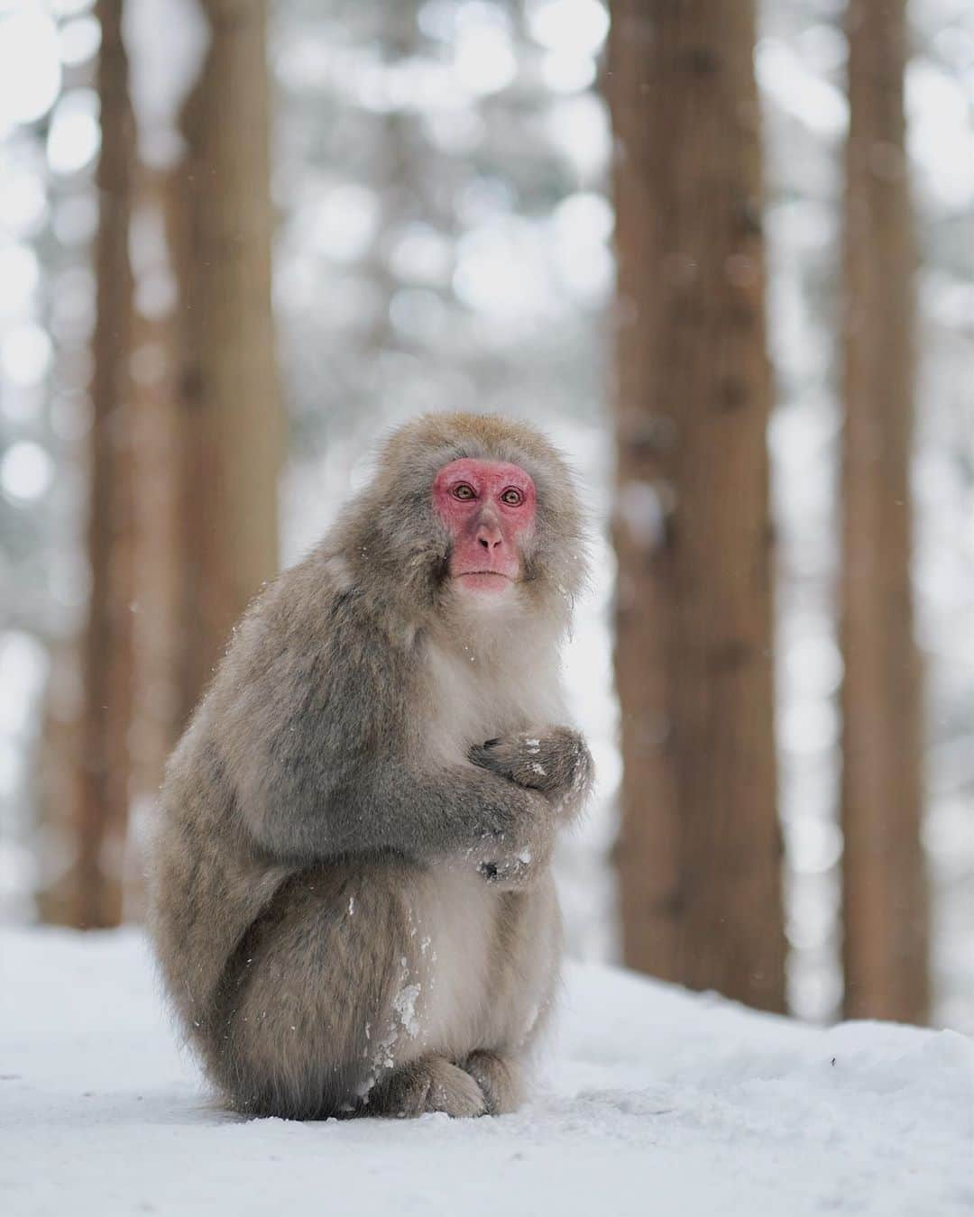 FUJIFILM INDONESIAさんのインスタグラム写真 - (FUJIFILM INDONESIAInstagram)「Japanese snow monkey!  Captured using X-T30 Lens XF56mmF1.2 R  Photo by: @wiranurmansyah  #Fujifilm_id #GoFUJIFILM #XT30_id #thelittleGIANT」3月24日 14時00分 - fujifilm_id