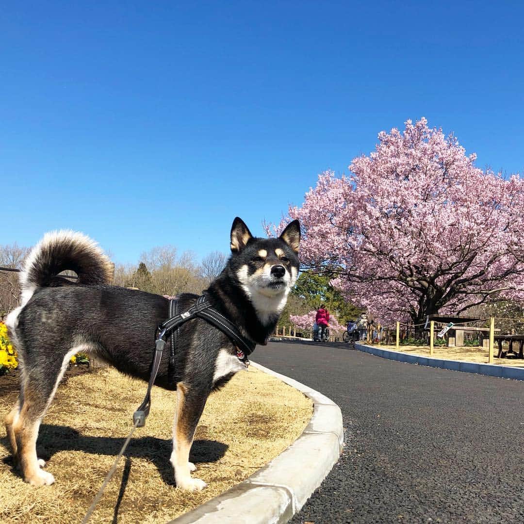 vo_coのインスタグラム：「🌸🐕 2016年の秋から閉鎖されてた蘆花恒春園の花の丘がようやくリニューアルされたのでパトロールしてきたよ タカトオコヒガンザクラがちょうど満開🌸 今春は菜の花は間に合わなかったけど、来年はまた桜と菜の花を共演させて欲しいなー！ * #shibastagram #instashiba #shiba #shibainu #黒柴 #柴犬」