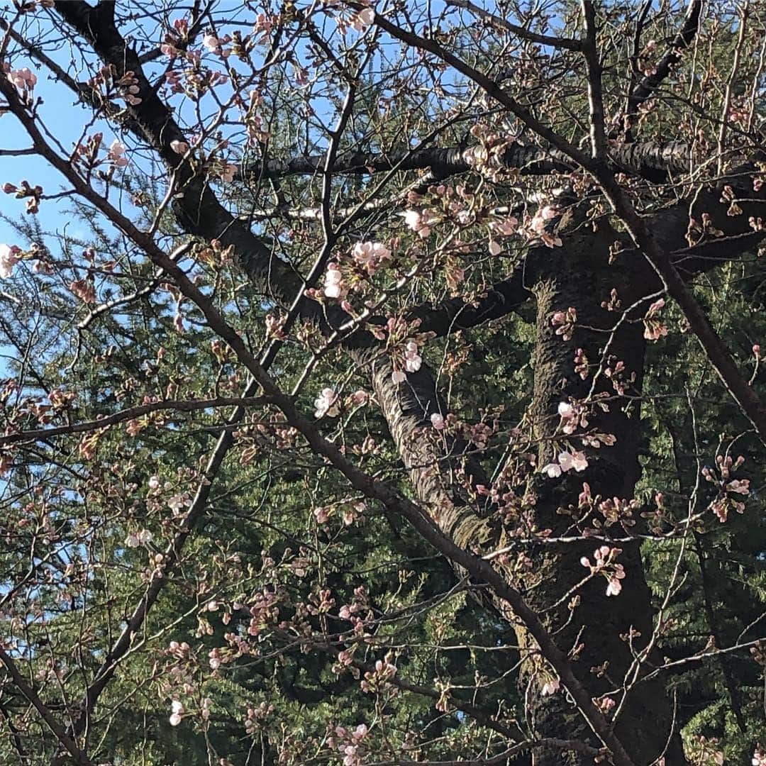 のインスタグラム：「酒飲んでたらどんどんほころぶ #高円寺 #花見 #桜」