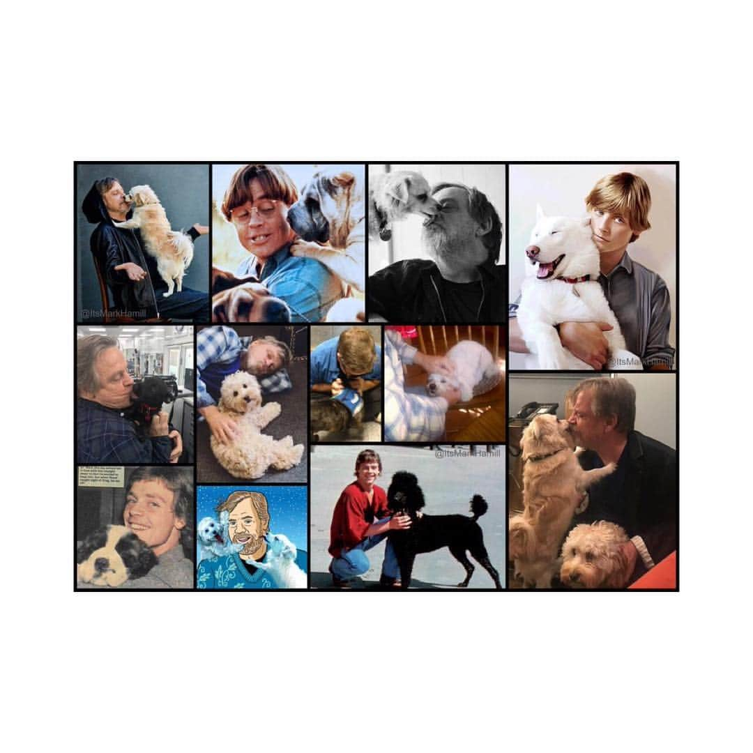 マーク・ハミルさんのインスタグラム写真 - (マーク・ハミルInstagram)「I'm posting this because: A-Everything gets a day & today it's #NationalPuppyDay.  B-Someone actually took the time to make this photo collage. C-In my life, the only ones consistently happy to see me have been dogs. 🐶🐕🐩🌭」3月24日 14時37分 - markhamill