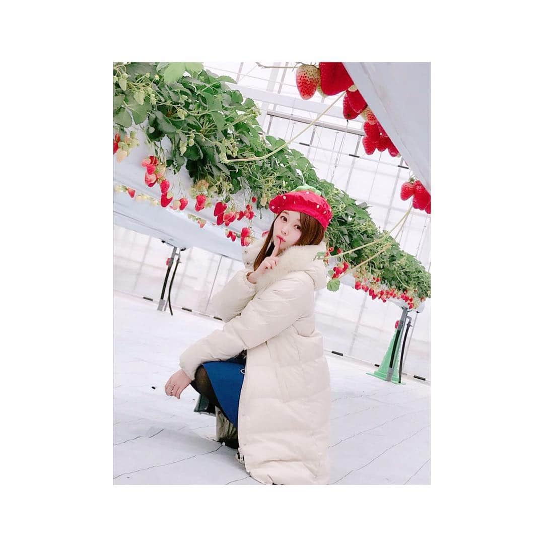 潮田ひかるさんのインスタグラム写真 - (潮田ひかるInstagram)「満腹っ🍓 #ヒロファーム #🍓 #春 #いちご狩り #love #me #yum #yummy #fruit #strawberry #tagsforlikes #tags4likes #follow #followme #instagood #アイドル #japaneseidol #春日部」3月24日 15時03分 - shiotahikaru