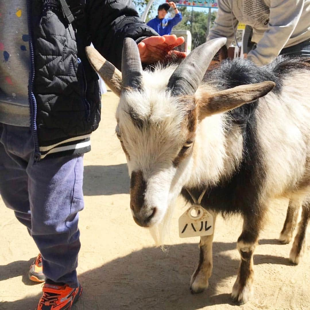 柴犬ハル&保護犬すずさんのインスタグラム写真 - (柴犬ハル&保護犬すずInstagram)「🐐 . 「ねえ、 おかーしゃーーん。。 世の中には、 紛らわしい、、という言葉が、 こんなにもマッチするものが いるんですね🐐」 . #二枚目をご覧ください  #ヤギなのにすずなのにハル #ややこしやー #福岡に在住のヤギです . #柴犬#柴#kagoshima#dog#puppy#shibainu#shibastagram#いぬバカ部#family#鹿児島#赤柴#雑種#天文館#日本犬#保護犬を家族に#保護犬#元保護犬#家族」3月24日 15時11分 - haruharu040777