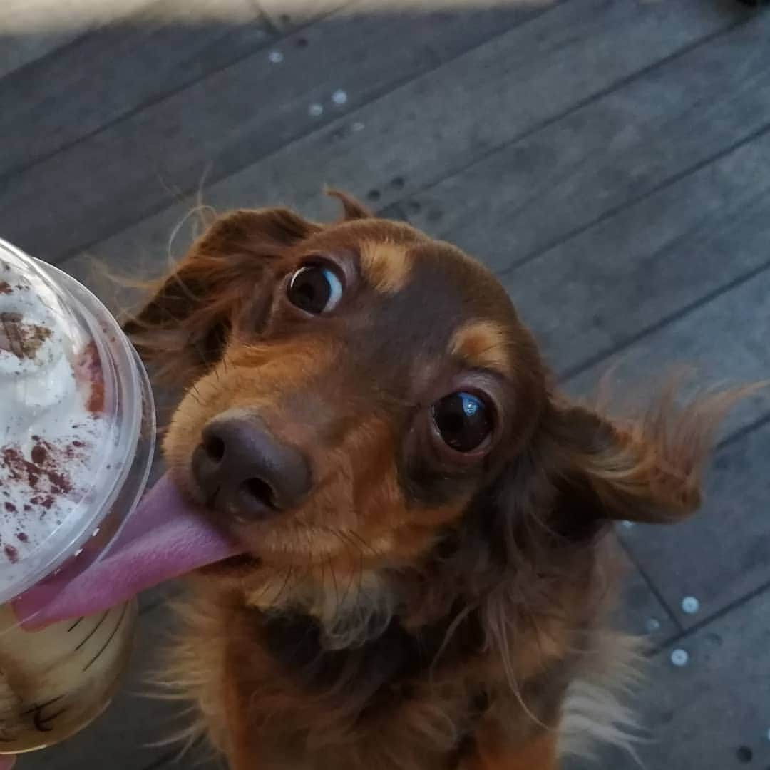 ななこさんのインスタグラム写真 - (ななこInstagram)「久々スタバ☕ペロペロリ😋 ※ ※ #犬 #愛犬 #ダックス #カニンヘン　 #dog #dachshund #dogstagram  #doxie #instadog #instadachshund  #petstagram #dachshundsofinstagram #starbucks #スタバ #スタバ新作  #クラシックティラミスフラペチーノ」3月24日 15時23分 - nanaco_dachs