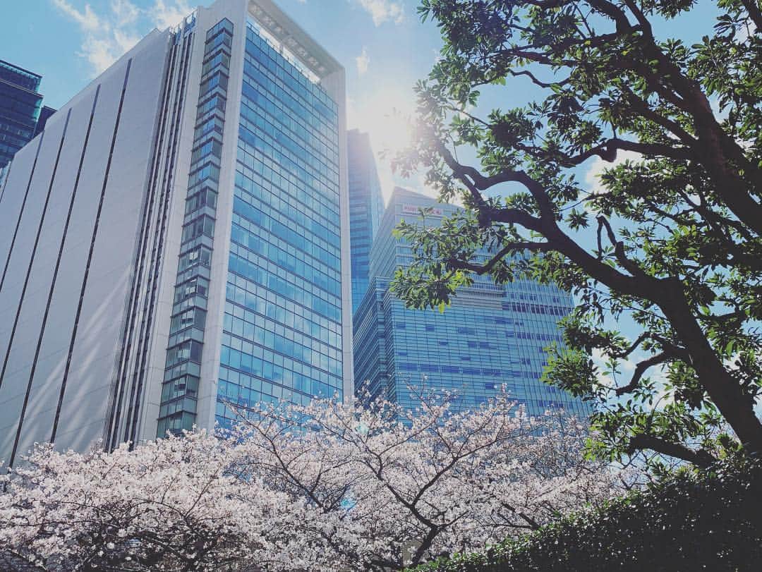 樹神さんのインスタグラム写真 - (樹神Instagram)「ばったり大好きな笑顔に会えた日曜日。  赤坂蚤の市にて、可愛いkazumiちゃん @kazumi0728 と♪  ARK HILLSの桜、結構開いてる〜。 #赤坂蚤の市#日曜日#嬉しいな#kazumi ちゃん#かわゆかろう#素敵なひと#バファリン#よろしくお願いします#樹神#akasaka#fleamarket#sunday」3月24日 15時18分 - kotamaofficial