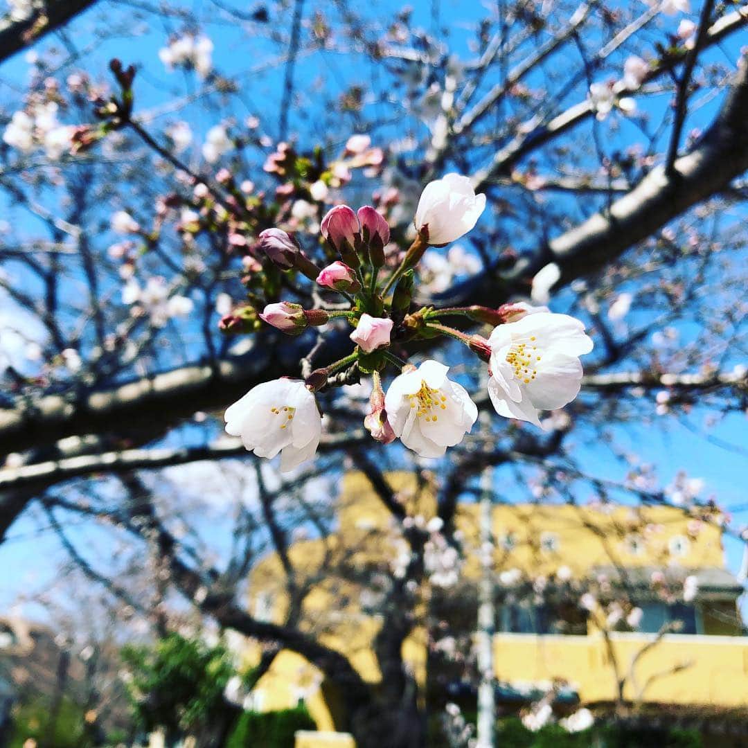 井原早紀のインスタグラム：「東京は思っていたよりも、桜🌸が多くて、お散歩してるだけでお花見できます😃  今日はジムのヨガでバキバキの体をほぐし、こってり九州ラーメンを食べて油を追加しました。 生にんにくも潰して入れたかったけど、カフェに行きたかったので我慢しました🙁  #桜#ヨガ#自由が丘#ラーメン#ランチ#男の子ママ」