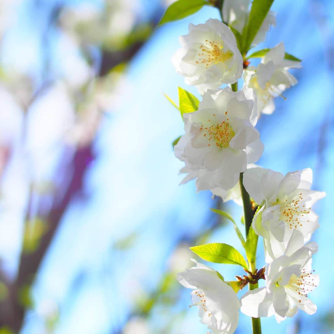 のインスタグラム：「2019年3月23日撮影。 #京都御苑 の #桃の花 。桜との見分け方は、花びらの先が尖っているのが桃だそうです！  春の京都ジェニックキャンペーン開催中！ https://camp-in.jp/kyotogenic-spring2019  #visitkyoto #kyotogenic #kyototravel #art_of_japan #japan_of_insta #loves_united_kyoto #japantrip #kyototrip #ig_kyoto #kyoto_style #springinkyoto #peechblossom Kyoto Official Travel Guide http://kyoto.travel/en  #京都 #京都ジェニック  #未来に残したい京都  #京都好きな人と繋がりたい #とっておきの京都 #京都桜 #満開 オフィシャルサイト「京都観光NAVI」 http://ja.kyoto.travel」