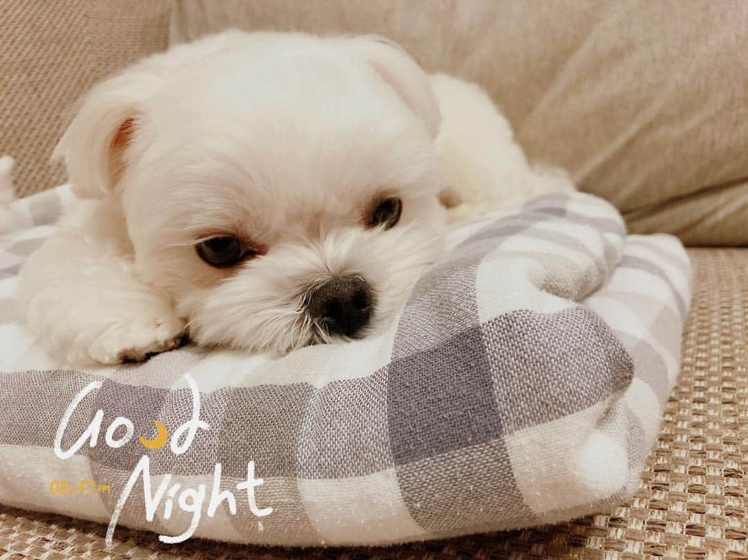 おかゆ & おもちさんのインスタグラム写真 - (おかゆ & おもちInstagram)「...🐶😴..・.✨✨ . . おかゆ、うとうと...💤 . 土日、私たちが家にいると、おかゆももっちもあんまりお昼寝しないから、夜は早めに眠くなるみたい...😴 . . Good Night〜🌟🌟 . . . ❤︎ . #maltese #malteseofinstagram #happydog #dogsmile #doglove #doglover #doglife #dogsofinstagram #dogstagram #instadog #lovedogs #ilovemydog #fluffypack #cutedog #west_dog_japan #dogoftheday #멍스타그램 . #okayusan #マルチーズ #エブリドッグ #犬バカ部 #癒しわんこ #わんこ #愛犬 #大好き #かわいい #pecoいぬ部 #スリアロワクワク #スリーアローズファン #みんなのわんこ」3月24日 21時04分 - okayuchan0421