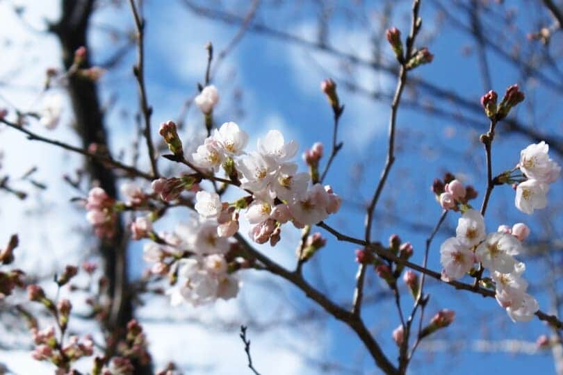 ❃ren❃さんのインスタグラム写真 - (❃ren❃Instagram)「天気が良かったから、公園に散歩に行ってきました😊 桜🌸は少し咲いてたけど、満開🌸になるのはまだまだ先かな～🌸 花粉がすごくて、マスク😷しててもヤバい💧💧💧 ＊ いつも見ていただきありがとうございます😌💓 ＊ #お散歩 #桜はまだまだかな #桜の写真ボケすぎ #こっちゃん疲れて途中で抱っこをおねだり #うちのモデル犬 #琥珀#こはく#こっちゃん#暴れん坊#ビビり犬#ブラックタンダックス#ダックス#ミニチュアダックス#ミニチュアダックスフンド#短足部#チームぶさ顔#dog#dachshund #レオン大好き#自慢の息子#これからもずっと大切な家族#いつも見守ってくれてありがとう」3月24日 15時40分 - ren1008