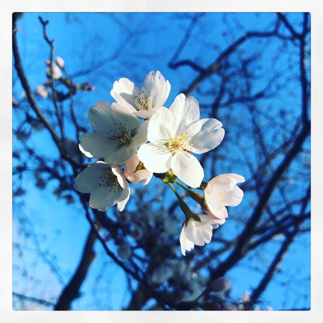 純名里沙さんのインスタグラム写真 - (純名里沙Instagram)「なぁ〜んにも考えないで、久方ぶりのノンビリ散歩。。 気持ちいぃ〜〜〜‼️✨ ・ #桜 #さくら #sakura #いよいよ❣️」3月24日 15時53分 - risajunna3158
