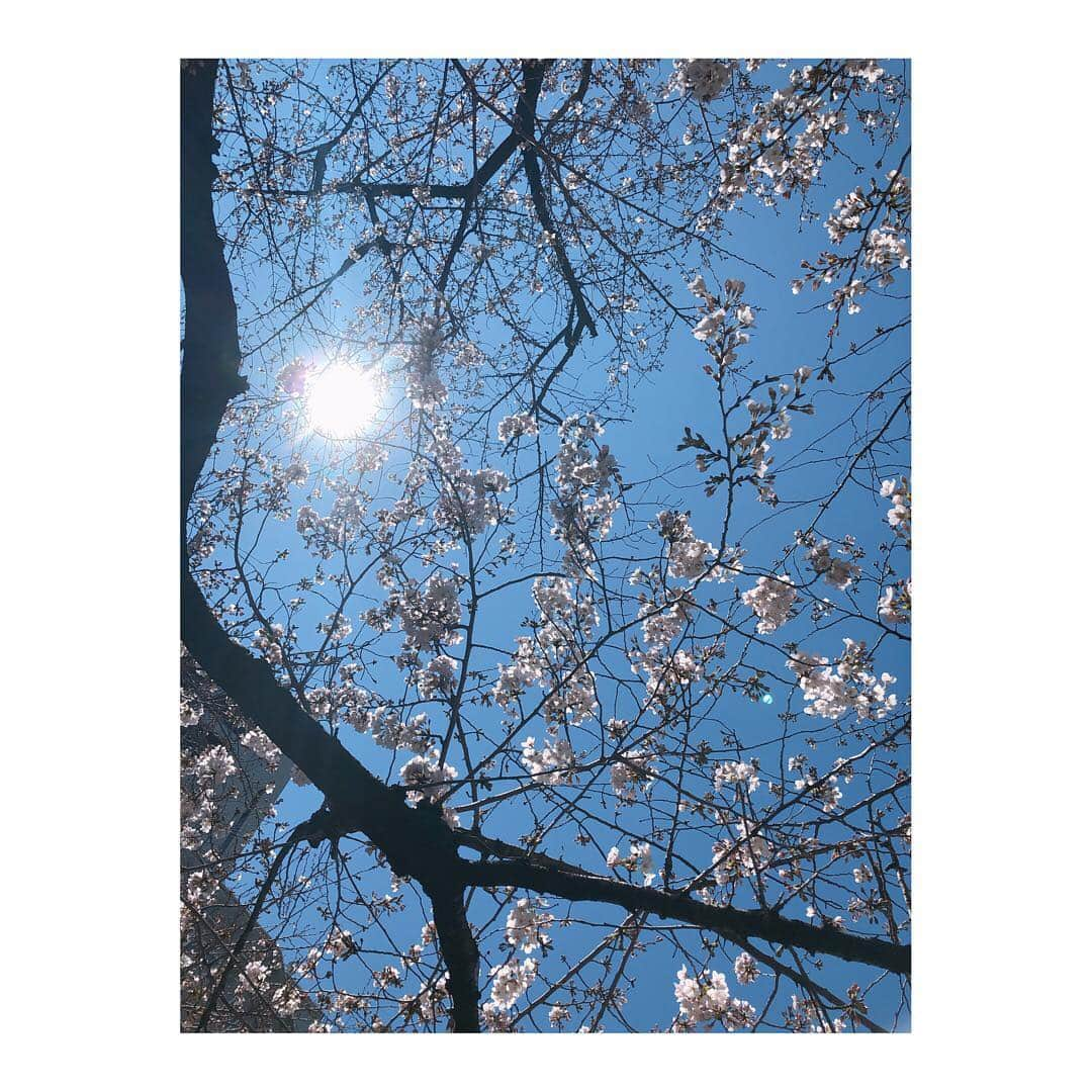 實石あづささんのインスタグラム写真 - (實石あづさInstagram)「. 出掛けた先で見つけた桜🌸 . 並木道のうちの まだ数本だけだったけど、 ずいぶんと花が開き みんな笑顔で桜を見上げてました✨ 普段は 下を見ながら歩く人が多い中で たくさんの人たちが 微笑みながら顔を上げている光景は 素敵だったなぁ🍀 . いい季節になりました🌸 （花粉症は🙅‍♀️） . #桜 #お花見 #🌸 #spring #2019春  #おとこのこママ #男の子ママ  #家族時間 #ぽかぽか陽気 #weekend  #週末散歩  #tokyo #japan」3月24日 15時53分 - azusa_jitsuishi