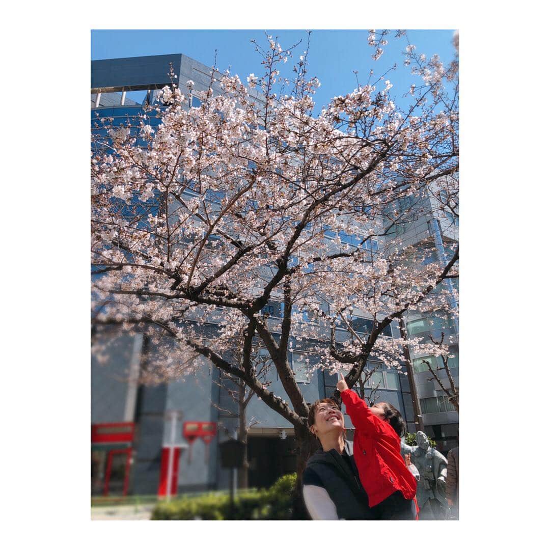 實石あづささんのインスタグラム写真 - (實石あづさInstagram)「. 出掛けた先で見つけた桜🌸 . 並木道のうちの まだ数本だけだったけど、 ずいぶんと花が開き みんな笑顔で桜を見上げてました✨ 普段は 下を見ながら歩く人が多い中で たくさんの人たちが 微笑みながら顔を上げている光景は 素敵だったなぁ🍀 . いい季節になりました🌸 （花粉症は🙅‍♀️） . #桜 #お花見 #🌸 #spring #2019春  #おとこのこママ #男の子ママ  #家族時間 #ぽかぽか陽気 #weekend  #週末散歩  #tokyo #japan」3月24日 15時53分 - azusa_jitsuishi