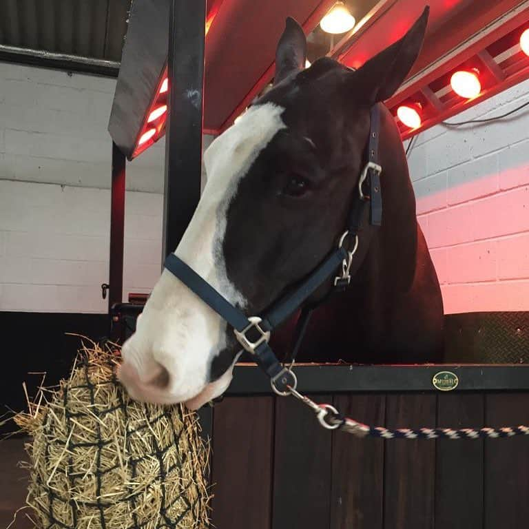 リー・ウエストウッドさんのインスタグラム写真 - (リー・ウエストウッドInstagram)「Bentley having a spa day yesterday. He got the full valet. Thanks Michelle. @countrycottagestables」3月24日 16時10分 - westwood_lee