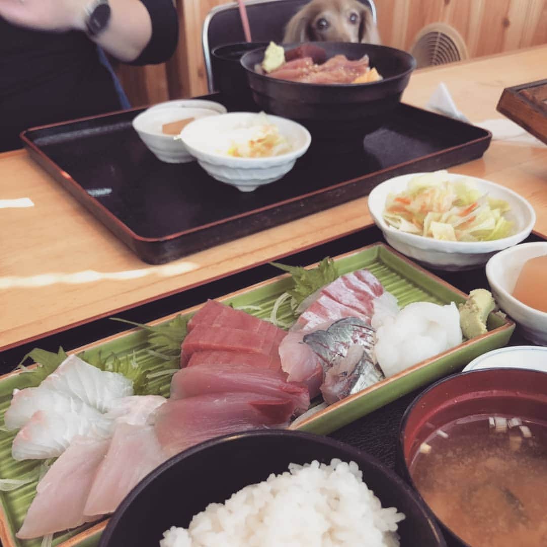 くるみんさんのインスタグラム写真 - (くるみんInstagram)「* 三崎港のペット店内OKのお店で ランチしてきました～ 刺し身定食の刺し身は6種類も！  #ミニチュアダックス #ミニチュアダックスフント #ミニチュアダックスフンド #イザベラ #イザベラタン #カニンヘンダックスフント #カニンヘンダックスフンド #カニンヘンダックス #カニンヘン #チョコタン #チョコタンダックス #ダックスフンド #ダックスフンドチョコタン #ダックス多頭飼い #ダックス #ダックスフント #三崎港 #三崎 #わんこなしでは生きていけません会 #ワンコなしでは生きて行けません会 #いぬすたぐらむ #いぬばか部 #短足部 #dachs #dogstagram #instagramdogs #instadachs #kyounodachs #todayswanko #7pets_1day」3月24日 16時13分 - michirumugiazu