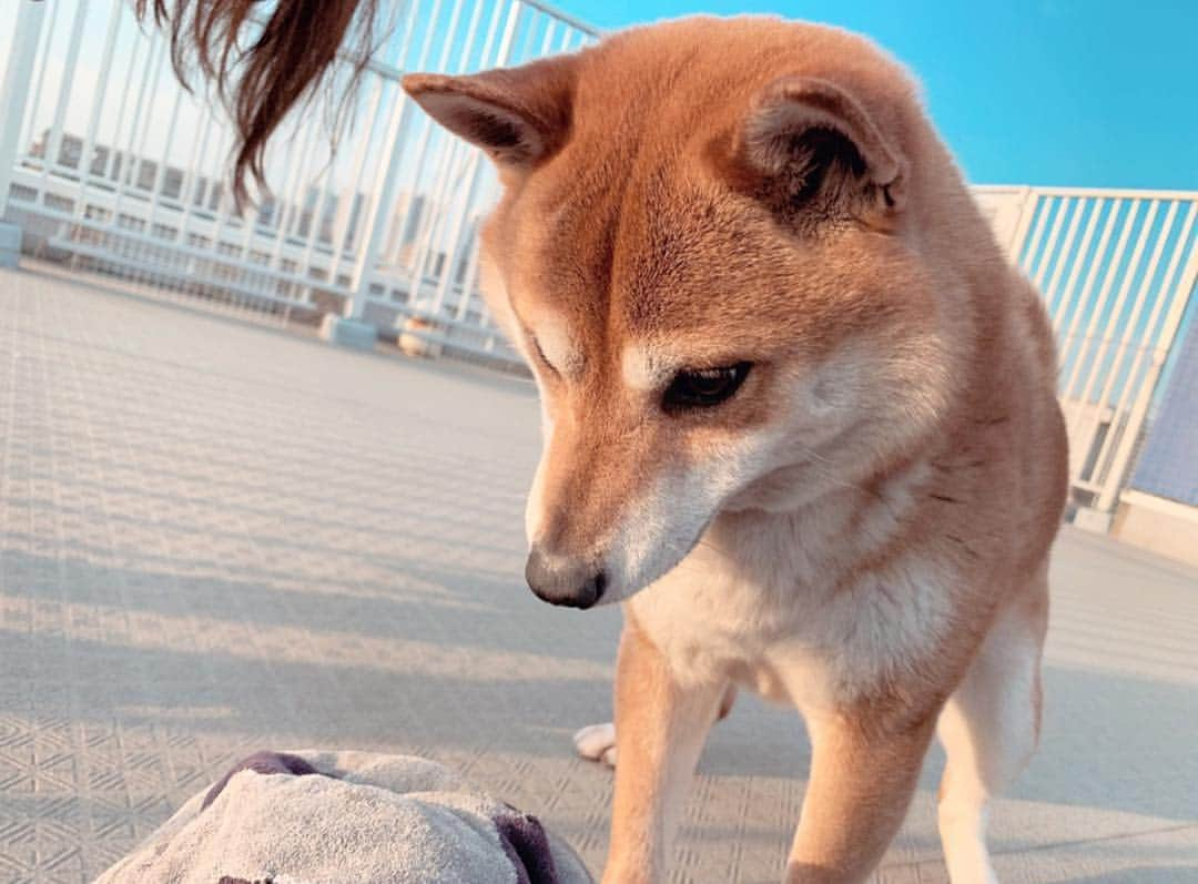 足立かりんさんのインスタグラム写真 - (足立かりんInstagram)「🐕🧡🧡🧡 #こな #みんなのアイドル #可愛すぎやて #エンドレスでボールと戯れる #終わりが見えないやーつ #可愛い #可愛い可愛い可愛い #柴犬 #柴ちゃん #しば #はぁ癒し」3月24日 16時27分 - karinadachi