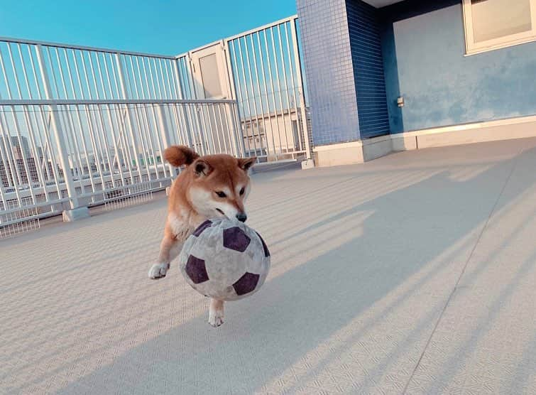 足立かりんさんのインスタグラム写真 - (足立かりんInstagram)「🐕🧡🧡🧡 #こな #みんなのアイドル #可愛すぎやて #エンドレスでボールと戯れる #終わりが見えないやーつ #可愛い #可愛い可愛い可愛い #柴犬 #柴ちゃん #しば #はぁ癒し」3月24日 16時27分 - karinadachi