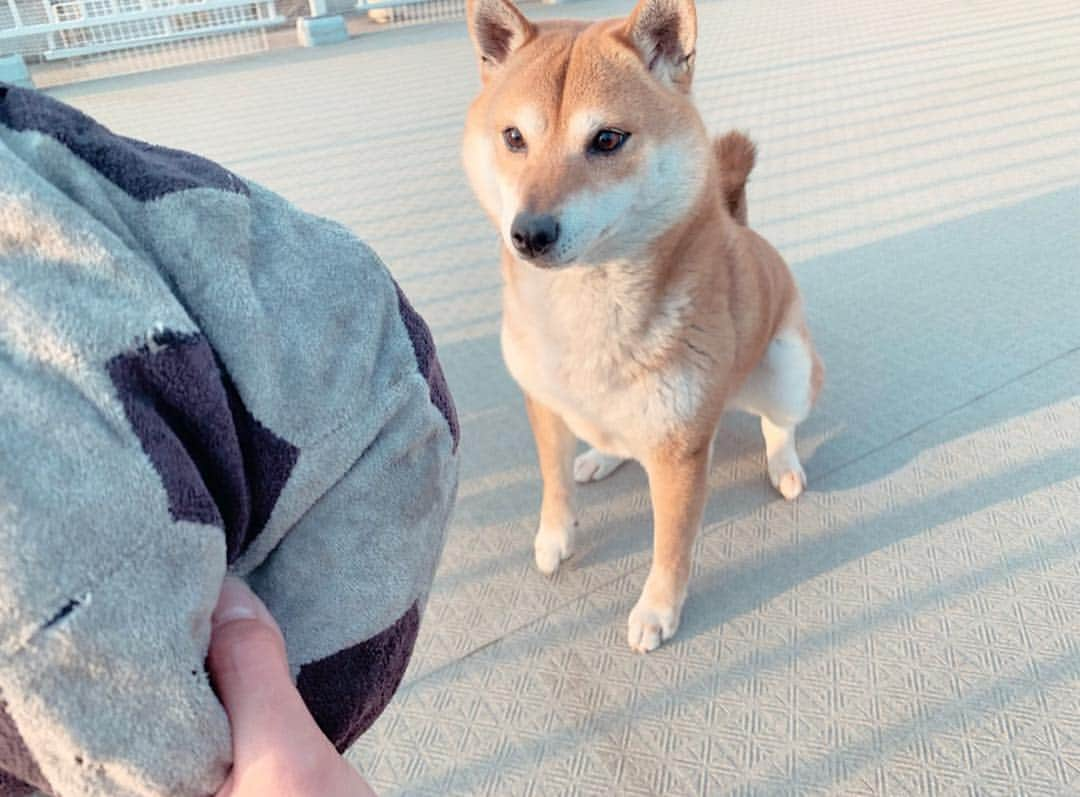 足立かりんさんのインスタグラム写真 - (足立かりんInstagram)「🐕🧡🧡🧡 #こな #みんなのアイドル #可愛すぎやて #エンドレスでボールと戯れる #終わりが見えないやーつ #可愛い #可愛い可愛い可愛い #柴犬 #柴ちゃん #しば #はぁ癒し」3月24日 16時27分 - karinadachi