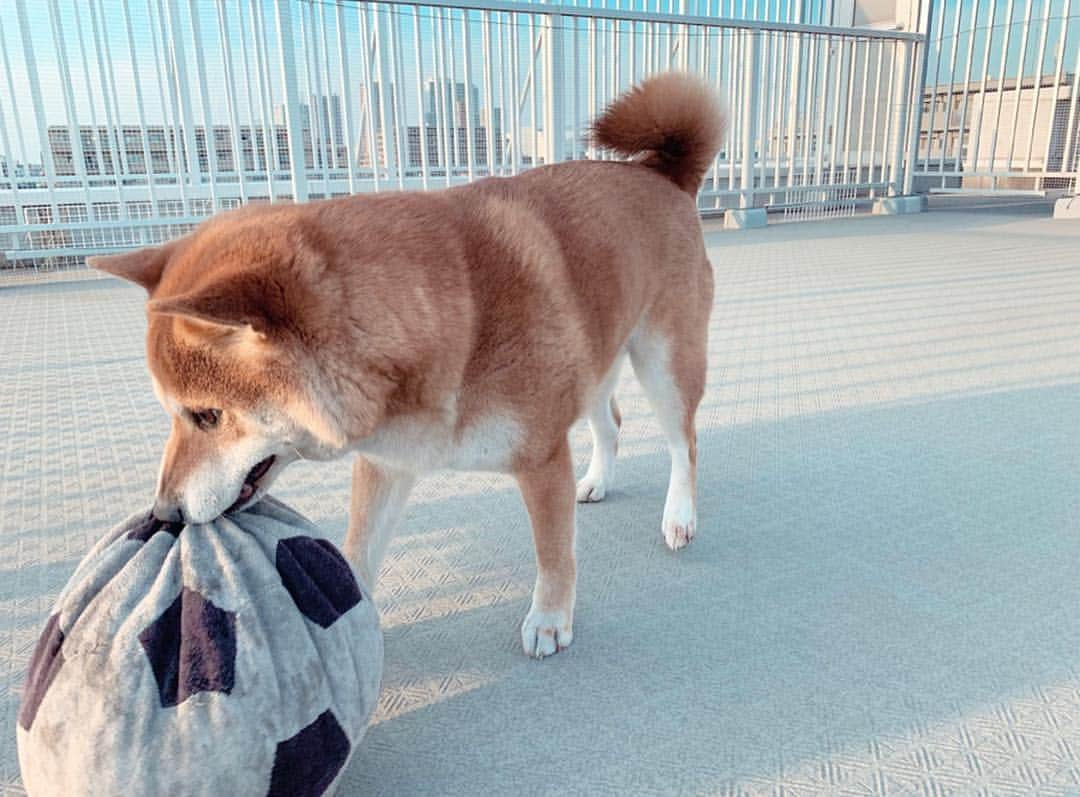 足立かりんさんのインスタグラム写真 - (足立かりんInstagram)「🐕🧡🧡🧡 #こな #みんなのアイドル #可愛すぎやて #エンドレスでボールと戯れる #終わりが見えないやーつ #可愛い #可愛い可愛い可愛い #柴犬 #柴ちゃん #しば #はぁ癒し」3月24日 16時27分 - karinadachi