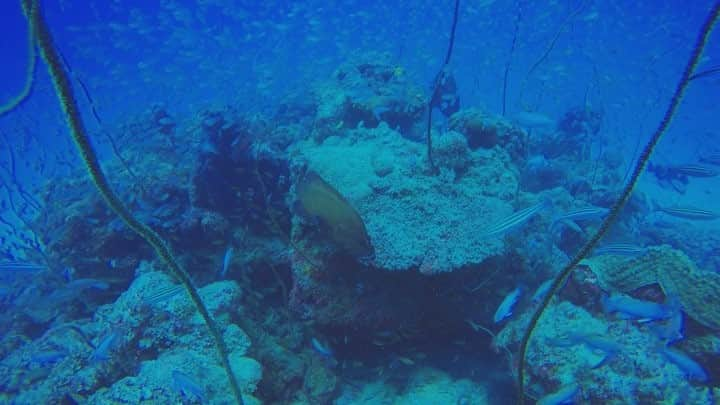 alize 「アリゼ」のインスタグラム：「#タブーの離根 #alizedive  #newcaledonia  #noumea  #diving  #diver  #divermag  #nouvellecaledonie  #GoPro  #underwaterphoto  #ニューカレドニア  #ダイビング  #水中写真  #ダイビング好きな人と繋がりたい  #水中動画 #スカシテンジクダイ #ハタ #newcaledonia  #film #natural #underwatervideo #魚影  #goprohero5」