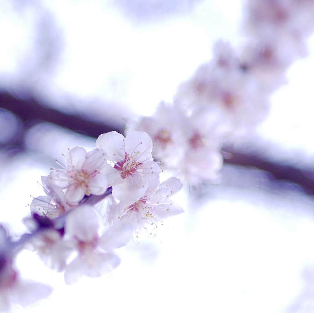 柳家三之助さんのインスタグラム写真 - (柳家三之助Instagram)「咲きましたなあ。 #sakura」3月24日 16時31分 - sannosuke