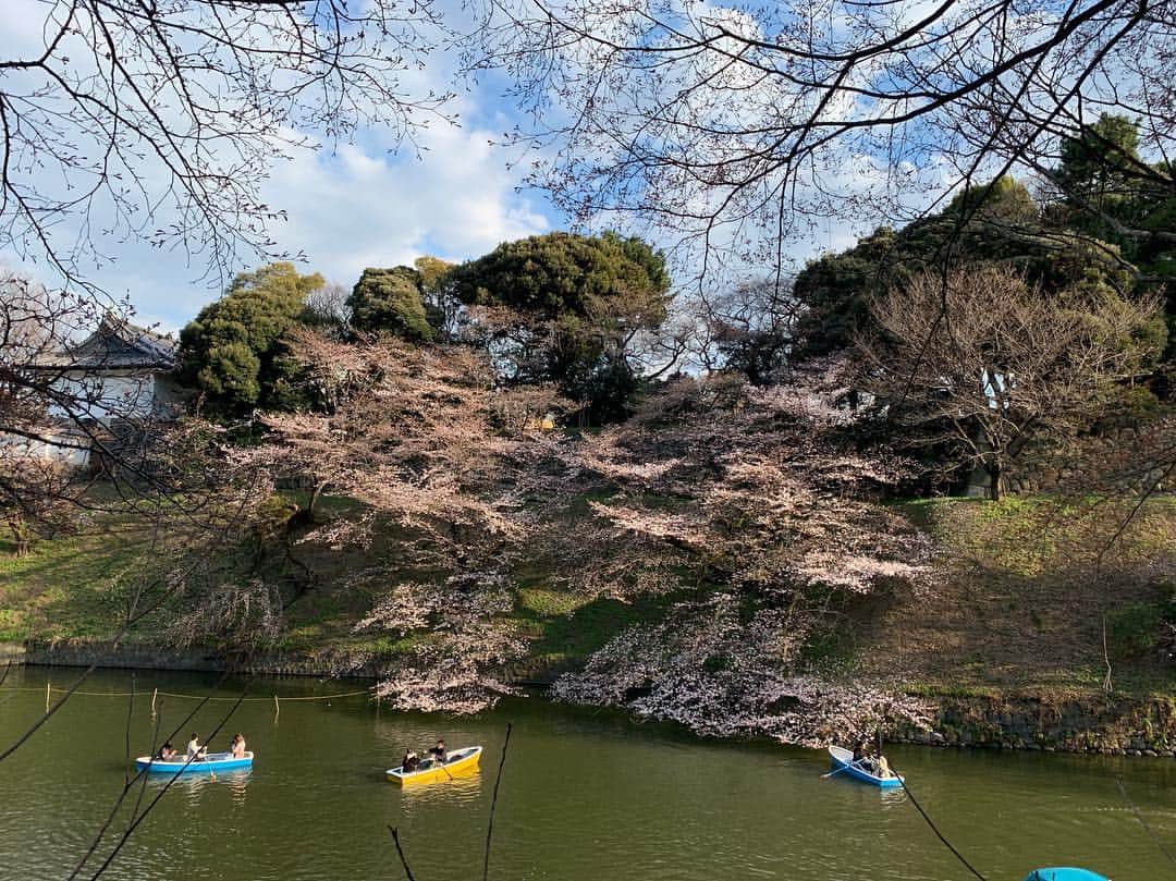 のインスタグラム：「千鳥ヶ淵はまだまだです🌸 #千鳥ヶ淵の桜 #千鳥ヶ淵桜 #千鳥ヶ淵」