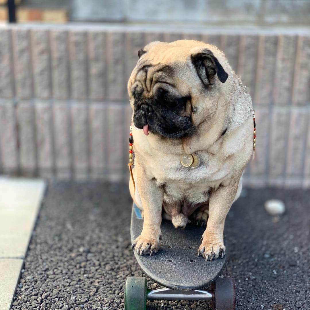 gontaさんのインスタグラム写真 - (gontaInstagram)「It will begin to skateboard🛹#keelyafternoontea #Gonta2#speakpug #smilingpugs #pugjapan #pug #love #instpug #pugshit #pugsofinstagram #zerozeropug #worldofpug #skateboardpug」3月24日 16時46分 - gehhah