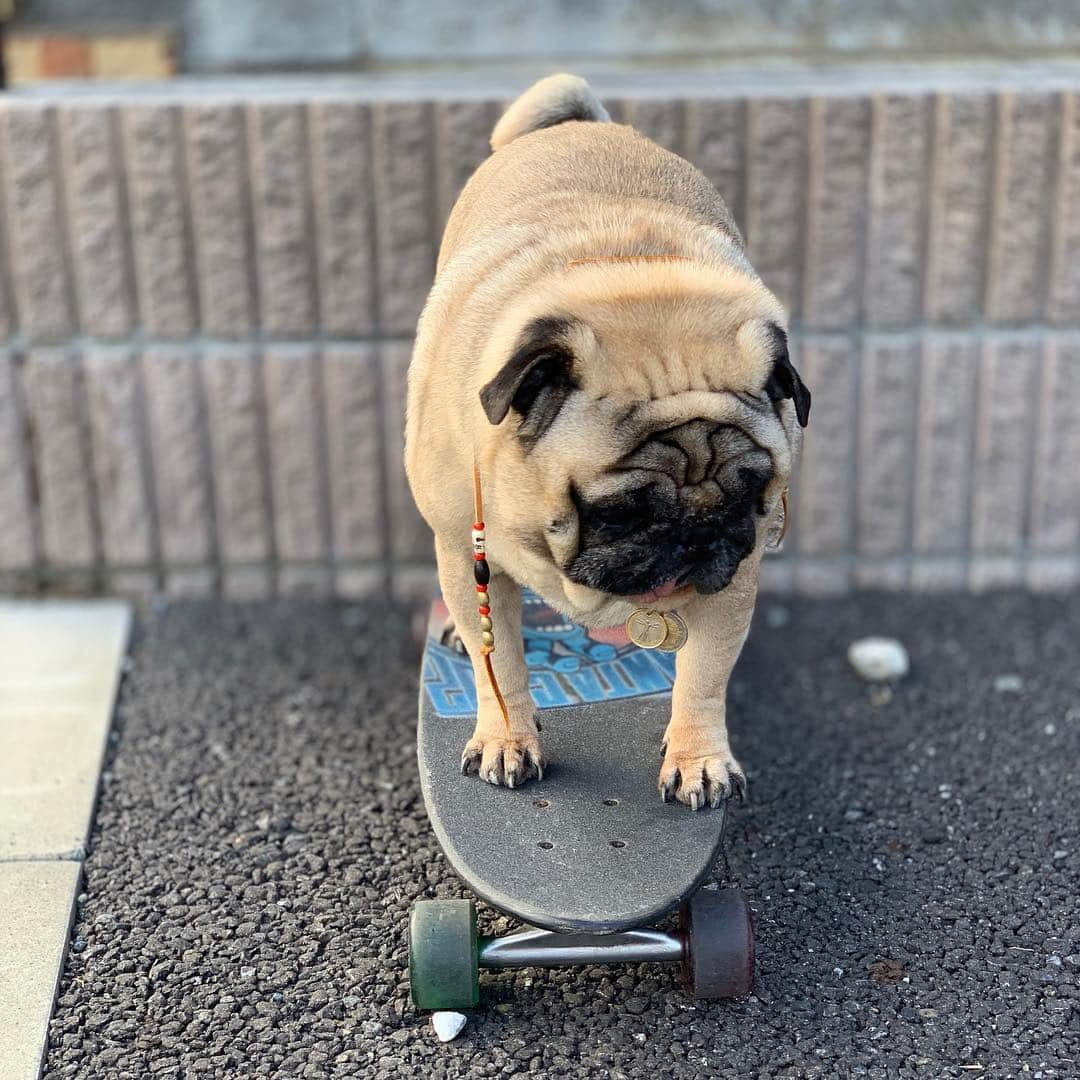 gontaさんのインスタグラム写真 - (gontaInstagram)「It will begin to skateboard🛹#keelyafternoontea #Gonta2#speakpug #smilingpugs #pugjapan #pug #love #instpug #pugshit #pugsofinstagram #zerozeropug #worldofpug #skateboardpug」3月24日 16時46分 - gehhah