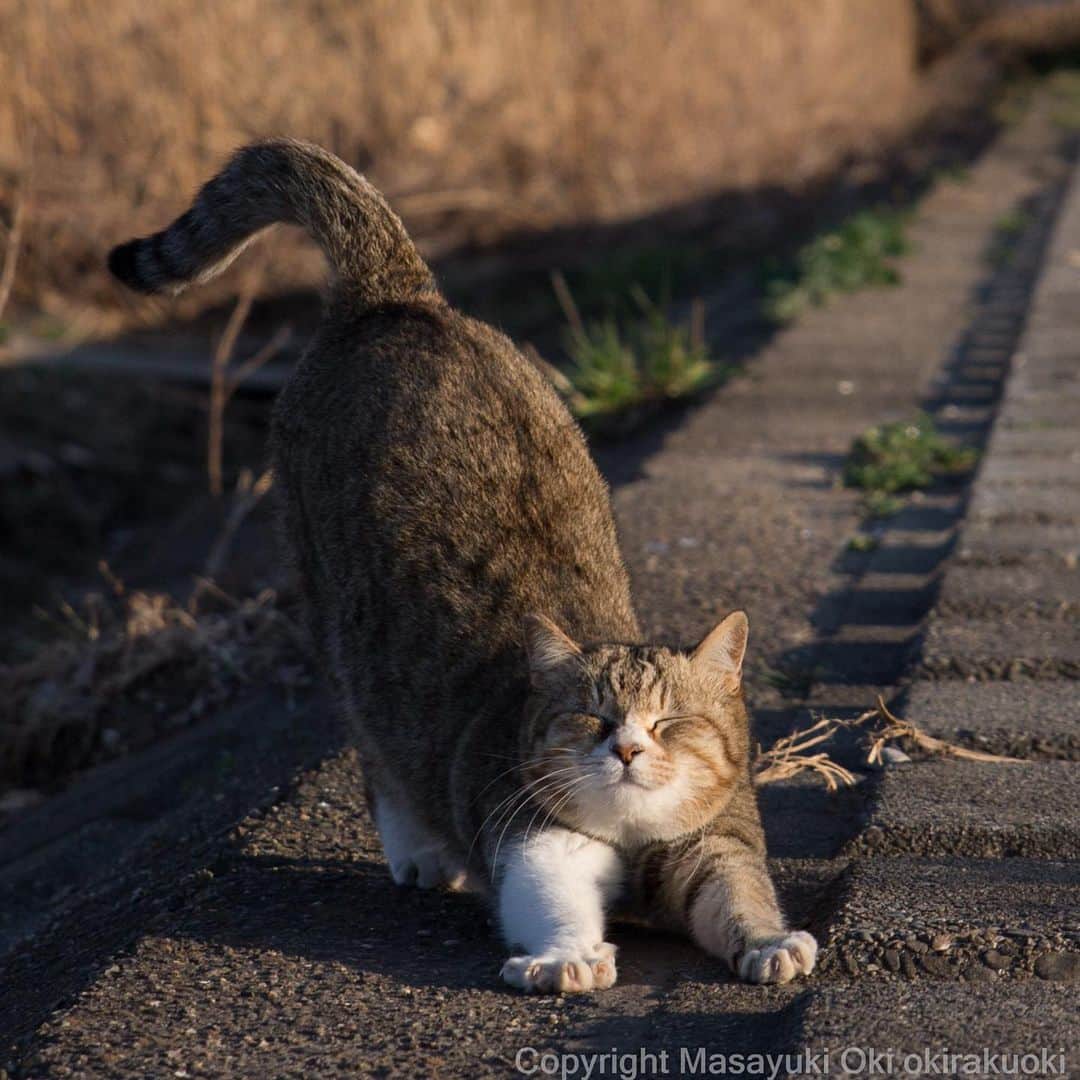 Masayukiさんのインスタグラム写真 - (MasayukiInstagram)「のびー。  #cat #ねこ」3月24日 16時57分 - okirakuoki