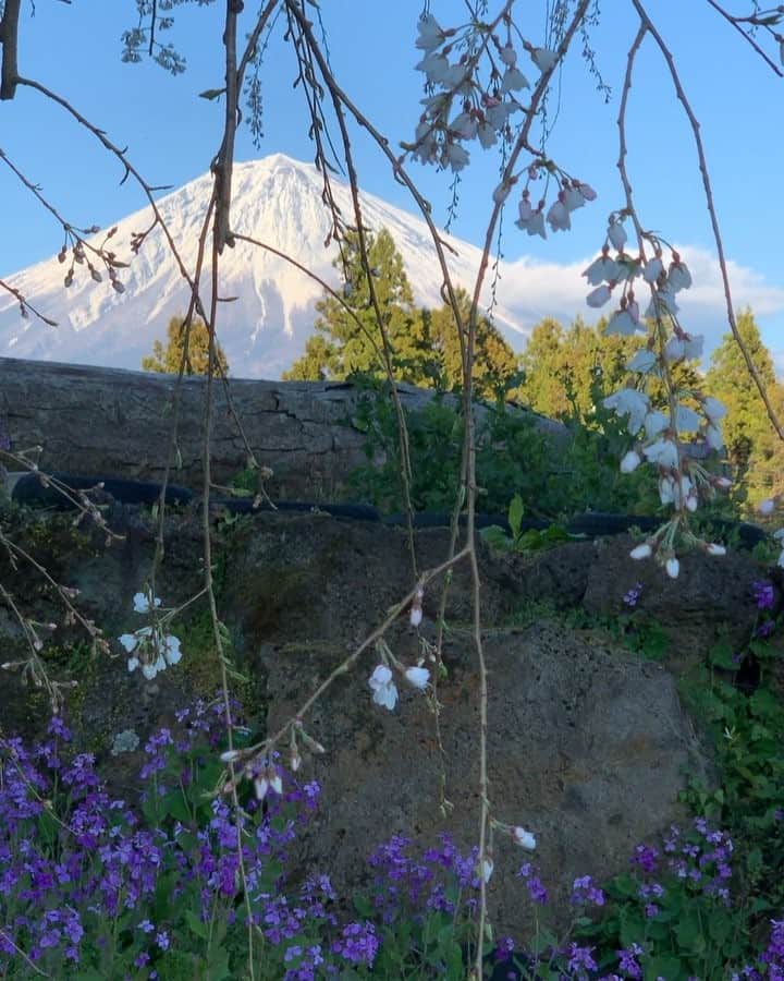 phantastic420のインスタグラム：「. 🤩🤩“Shizuoka” prefecture in Japan is a place where you can see the most “phantastic” Mt. Fuji🗻 in the world.🤩 #富士山 #mtfuji #japan #shizuoka #fujinomiya  #phantastic420photography #mostphantasticmtfuji #selamatpagi  #goodmorning  #おはようございます 😇😇😇😇😇😇😇🗻😇😇 #cherryblossom」