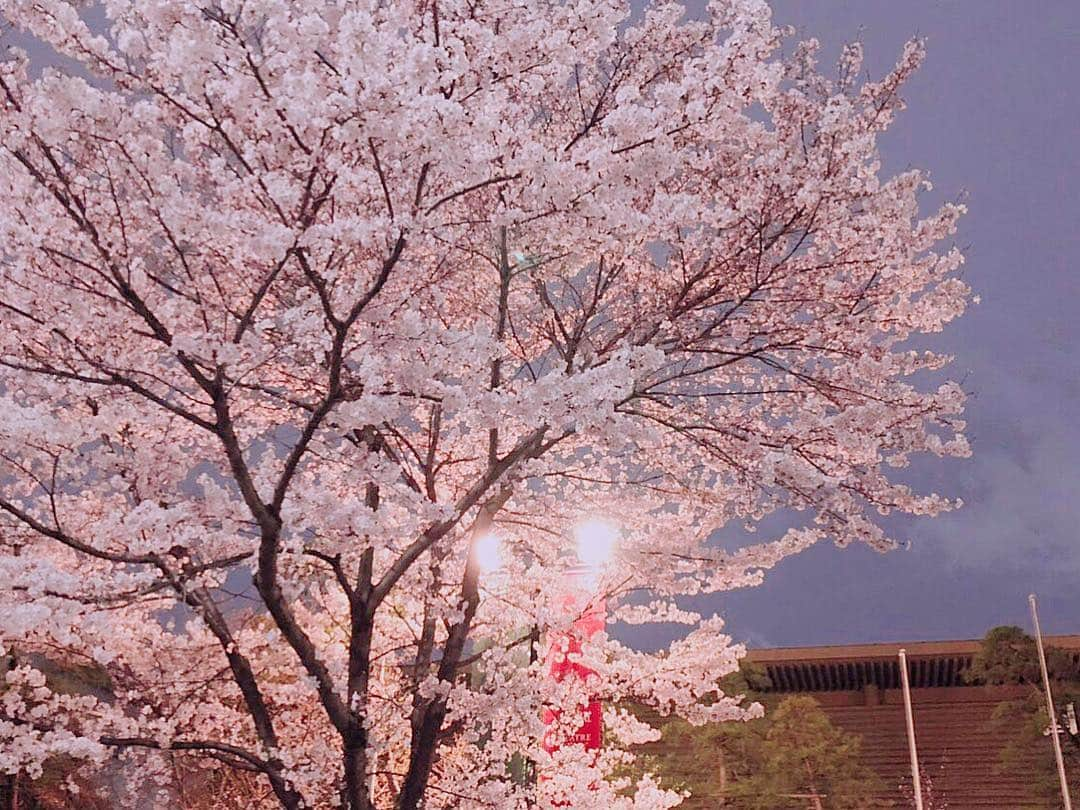 尾上菊之助さんのインスタグラム写真 - (尾上菊之助Instagram)「.﻿ ﻿ 昨日の夜の部後の国立劇場の桜です。﻿ 毎年この時期の国立劇場は桜が見事で劇場に通う楽しみが増えます。﻿ ﻿ 関兵衛もあと4回です！﻿ ﻿ #尾上菊之助 #国立劇場 #関扉 #歌舞伎  #kikunosuke #kabuki」3月24日 17時09分 - onoekikunosuke