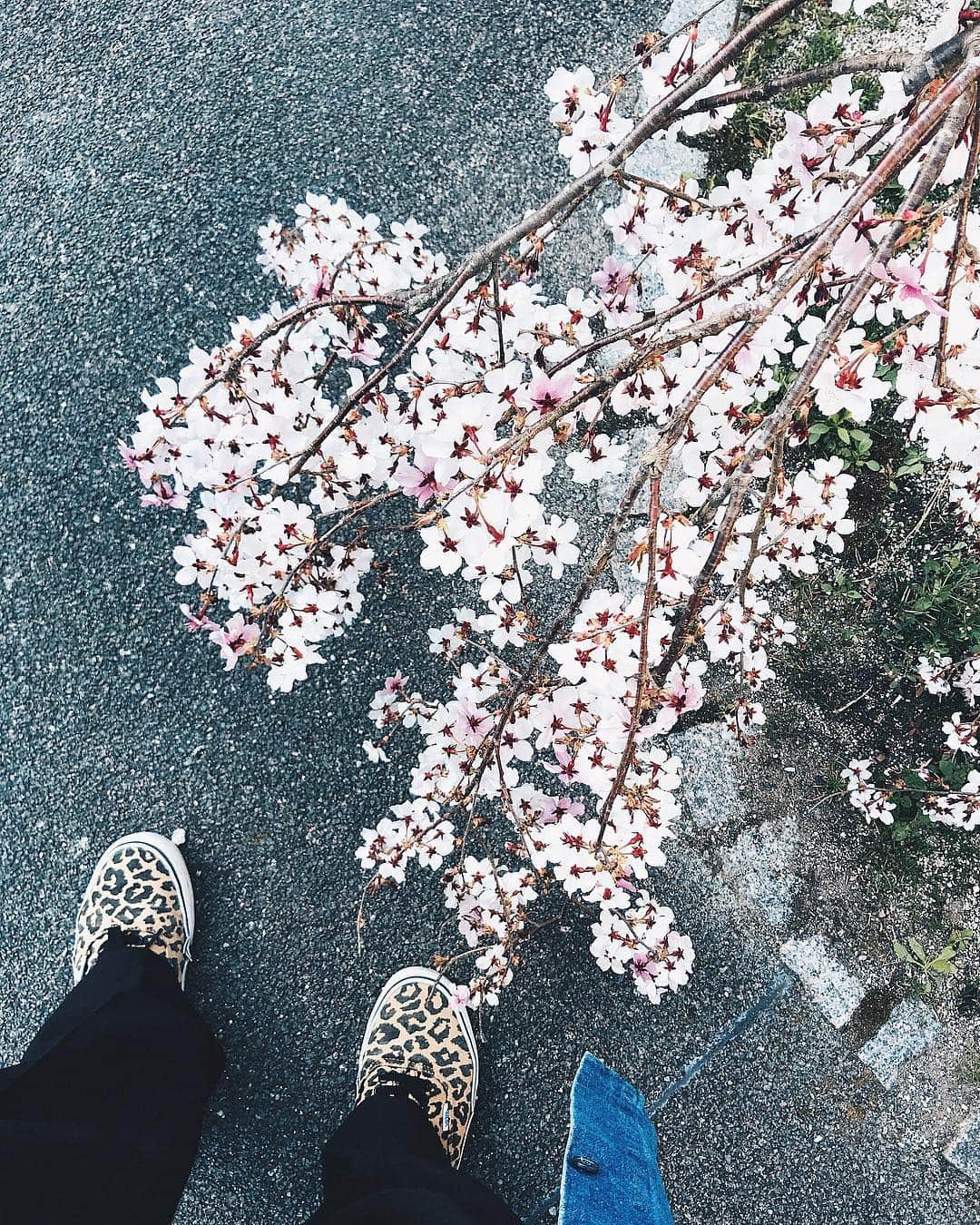 小塚源太のインスタグラム：「🌸🌸🌸 下(地面)に向かって咲き誇る花、桜。 #sakura #Dazaifu #Fukuoka」