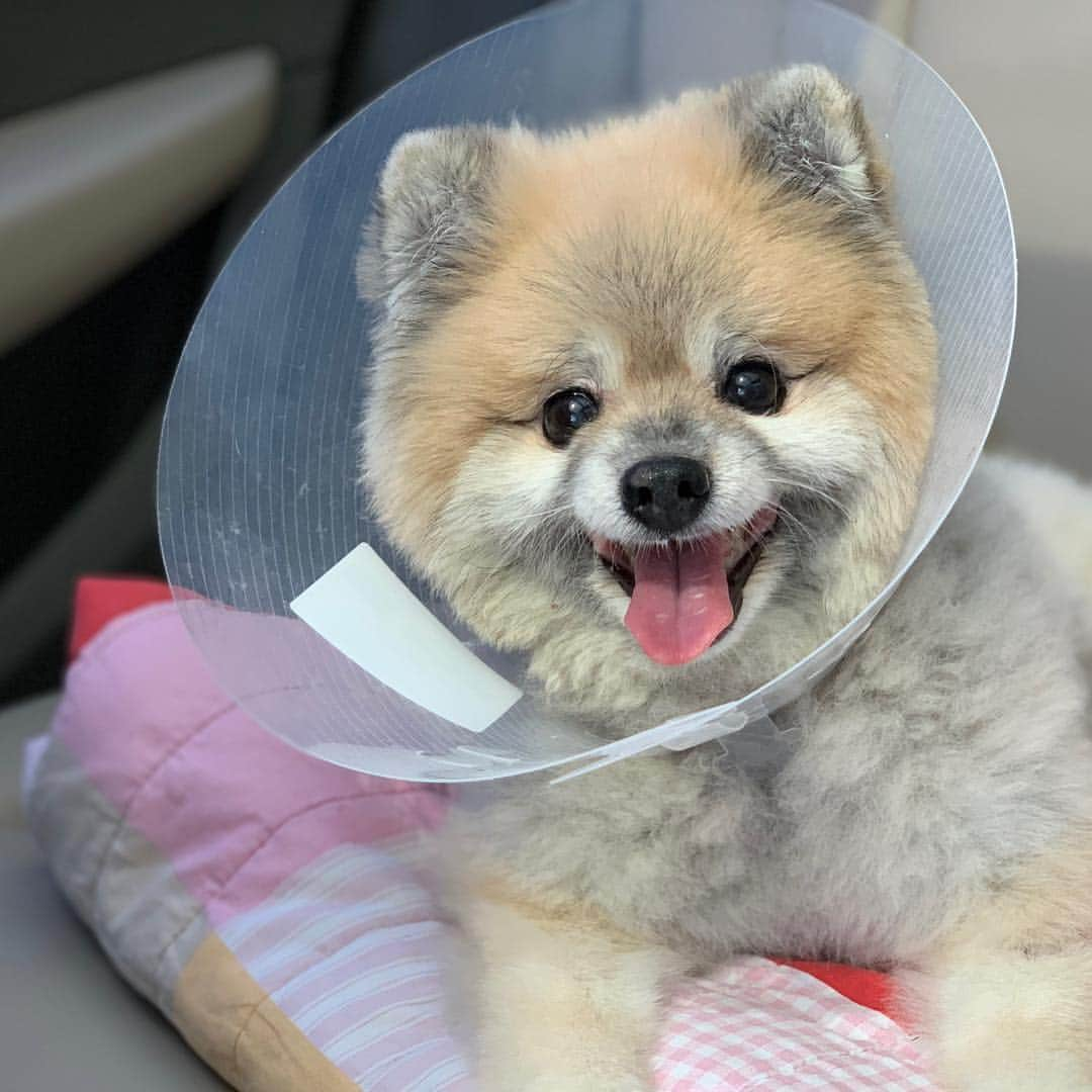 Ella Chuffyさんのインスタグラム写真 - (Ella ChuffyInstagram)「Ready to go home!! Ella...where are you?!?!! . . . . . #ellachuffy #pet #petstageam #pomeranianpage #pomeraniansofinstagram #pretty #cutedog #pompom #pomeranianlife #pomeranianworld #perfectpetss #pomeranian #aplacetolovedogs  #topdogphoto #pomeraniansofinstagram #fluffypack #showcasing_pets #anmlsposts #dog #coolangle369 #iflmdog #犬 #狗 #everydaydoglover #puppy #собаки #ポメラニアン」3月24日 17時33分 - missdiad