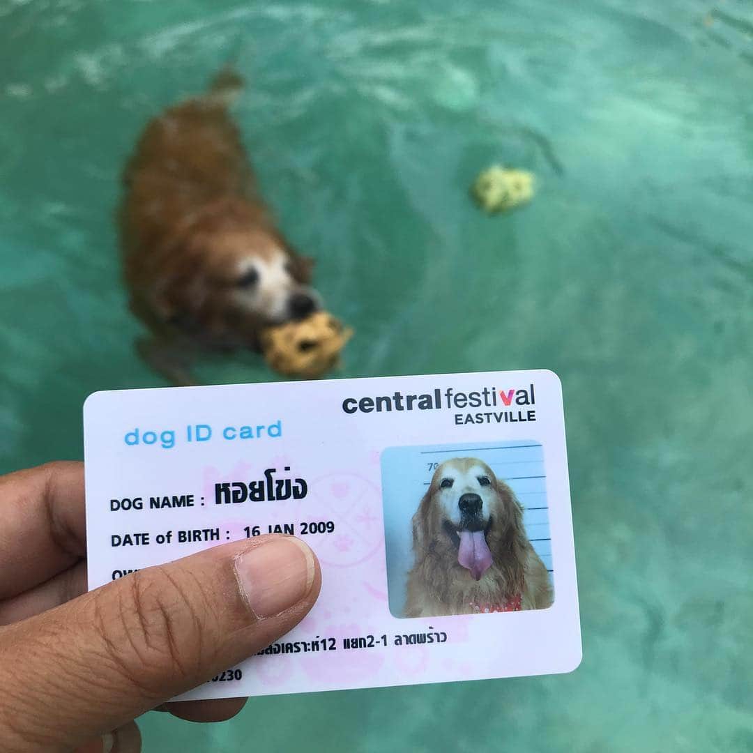 Hoykong&Plamuekのインスタグラム：「บัตรแบบนี้เลือกตั้งได้ไม๊น๊า #hkpm」