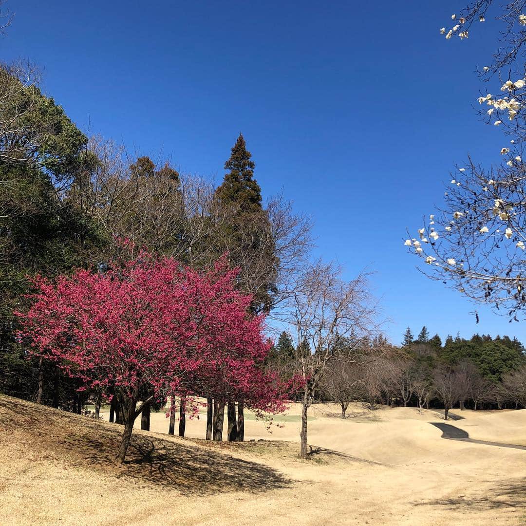 草間淑江さんのインスタグラム写真 - (草間淑江Instagram)「・ 本日のスコア。 パー4つ バーディ１つ 45 46 91でした⛳️ ・ アイアンを今日から新しいものに変えたのでドキドキでしたが、すっごくいいフィーリングだったのでよかった👍 あと、3枚目の花粉ガードおススメ👍  #ゴルフ#golf#草間淑江」3月24日 17時30分 - yoshie_kusama
