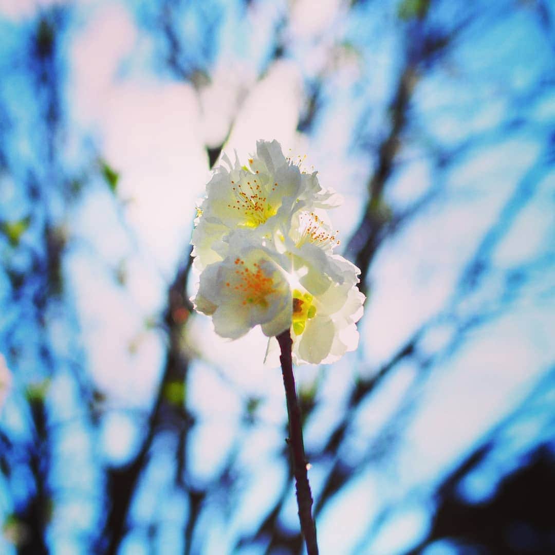 のインスタグラム：「2019年3月23日撮影。 #京都御苑 の #桃の花 。春の訪れですね。 Spring is just around the corner.  春の京都ジェニックキャンペーン開催中！ https://camp-in.jp/kyotogenic-spring2019  #visitkyoto #kyotogenic #kyototravel #art_of_japan #japan_of_insta #loves_united_kyoto #japantrip #kyototrip #ig_kyoto #kyoto_style #springinkyoto #peechblossom Kyoto Official Travel Guide http://kyoto.travel/en  #京都 #京都ジェニック  #未来に残したい京都  #京都好きな人と繋がりたい #とっておきの京都 #京都桜 #満開 #逆光は勝利 オフィシャルサイト「京都観光NAVI」 http://ja.kyoto.travel」