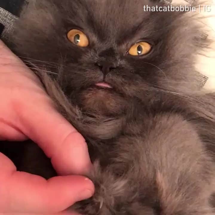 のインスタグラム：「Forget meownicure ...with me it’s a moanicure⠀ ⠀ 📹@thatcatbobbie⠀ ⠀ Want @9gag feature your cat 🐾? Join our cat community now 😺Link in bio !!⠀ ⠀ #meowed #bobbie #Rescuedkitty #Persian#🇬🇧」