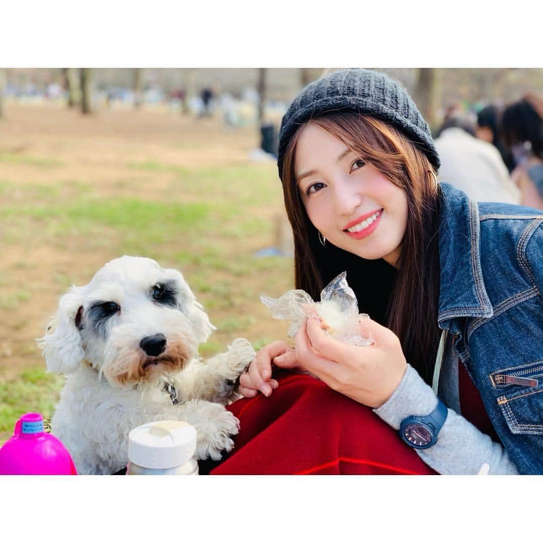のインスタグラム：「🌸﻿ イリスを連れてお花見へ🍱🐶﻿ 主人が写真を撮ってくれました。﻿ ﻿ ﻿ 東京はまだ5分咲きくらいです。﻿ お天気が良くてもお花見はいつも寒い思いをするので、分厚めタイツ&帽子で暖かくして行って正解🙆‍♀️！﻿ ﻿ ﻿ のんびり過ごせて幸せな時間でした☺️﻿ ﻿ ﻿ ﻿ #休日 #日曜日 #お花見 #桜 #公園 #iris #イリス #シーリハムテリア  #繁殖引退犬 #sealyhamterrier」